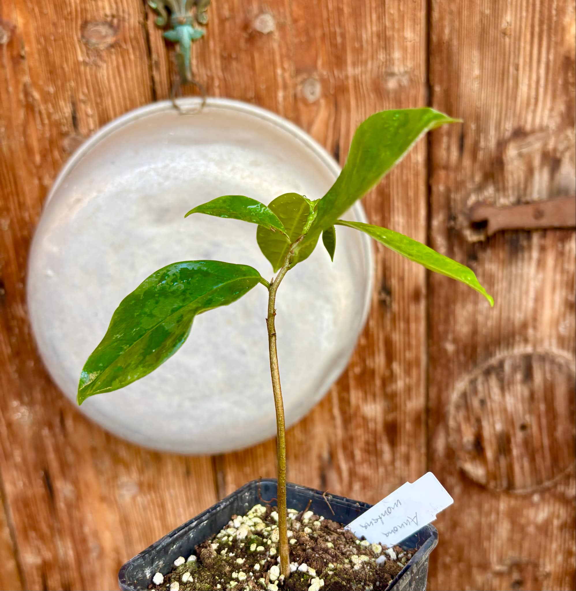 Annona montana - Mountain Soursop - 1 potted plant / 1 getopfte Pflanze