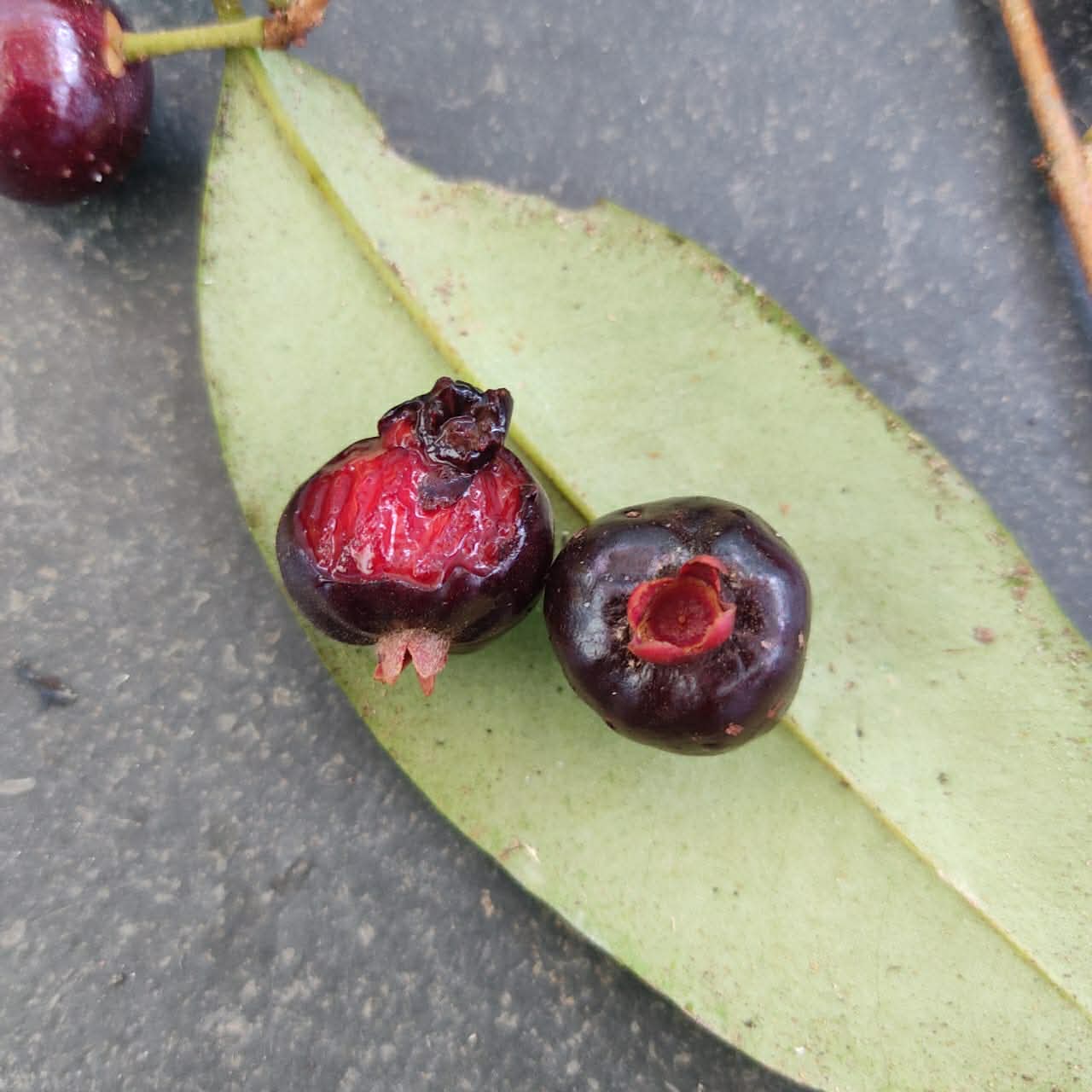 Eugenia pisiformis var Urucucu - 1 germinated seed / 1 gekeimter Samen
