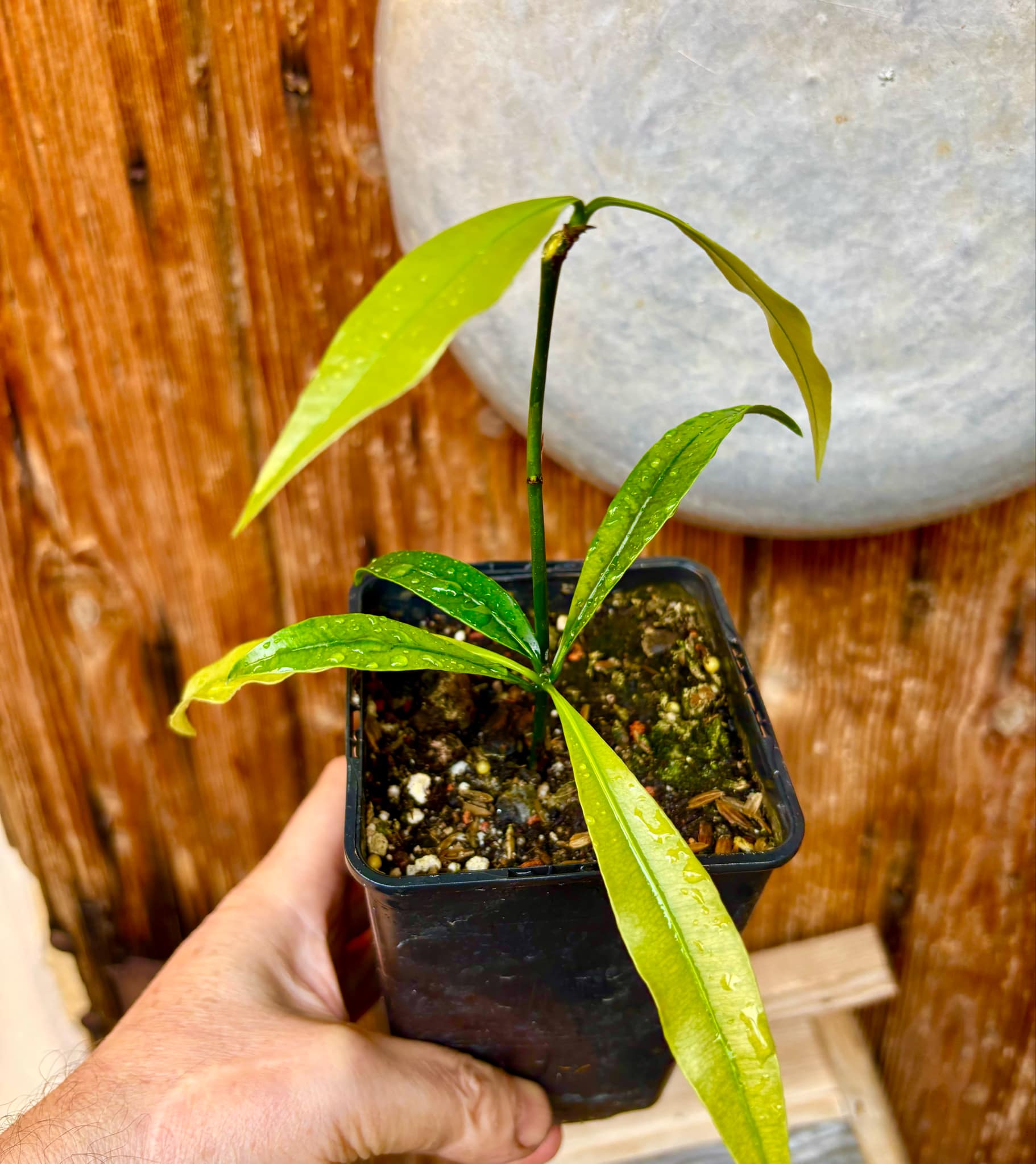Lemon Drop Mangosteen (Garcinia intermedia) - 1 potted plant / 1 getopfte Pflanze