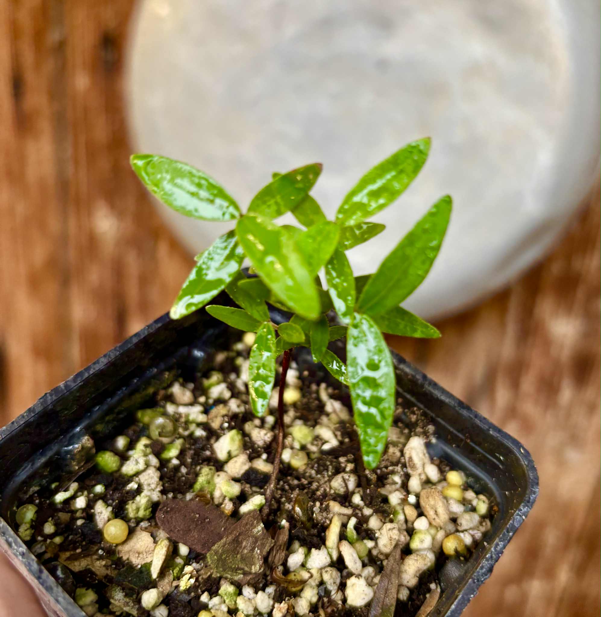 Guamirim amarelo (Calyptranthes sp) - potted plant / getopfte Pflanze