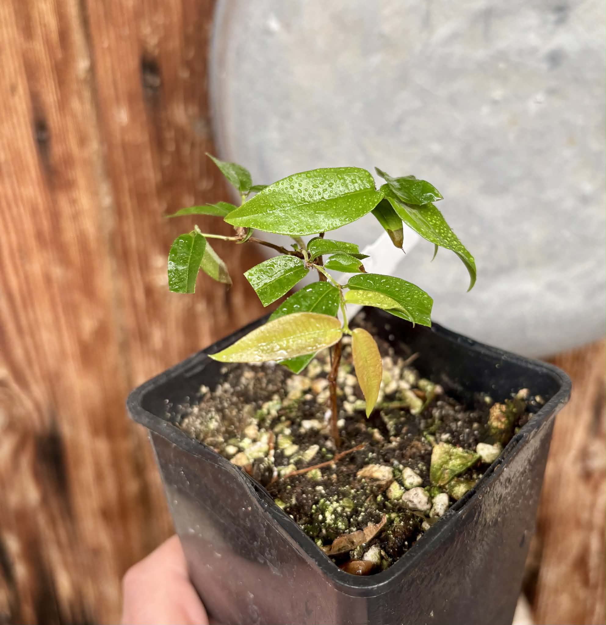 Plinia sp Giant Piray Argentina - 1 potted plant / 1 getopfte Pflanze