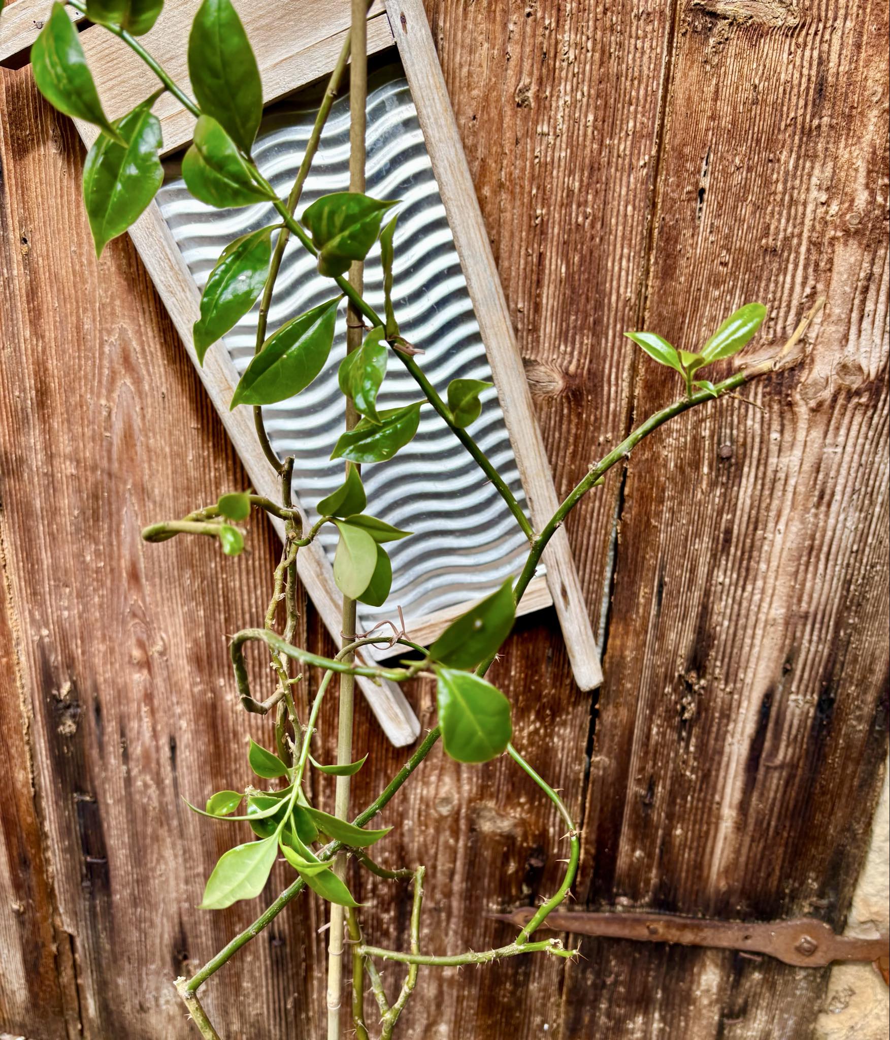 1.2m plant - Barbados Gooseberry - Pereskia aculeata - 1 potted plant / 1 getopfte Pflanze 1.2m plant - Barbados Gooseberry - Pereskia aculeata - 1 potted plant / 1 getopfte Pflanze