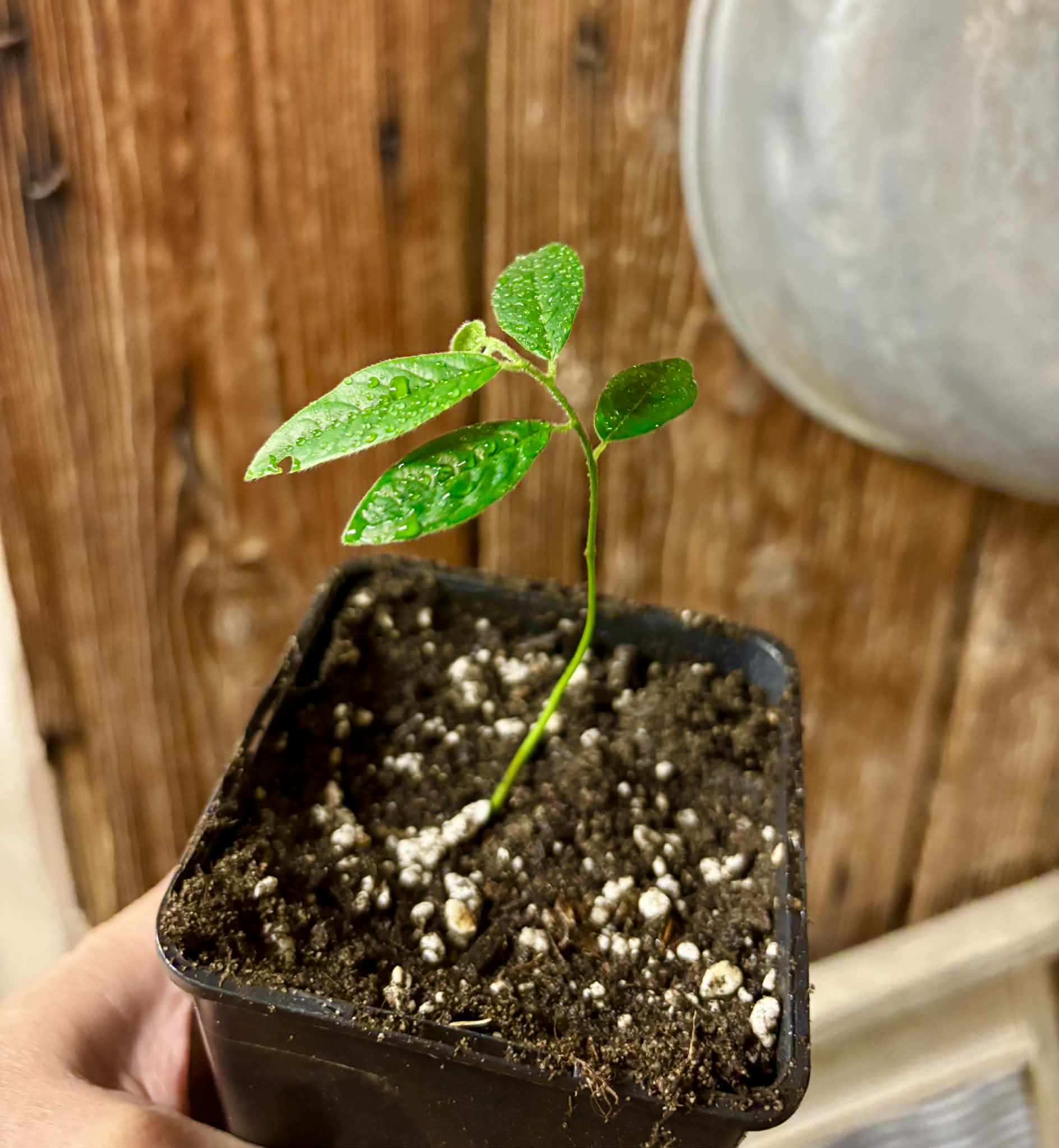 Uvaria hirsuta -  1 small potted seedling / 1 kleiner, getopfter Sämling