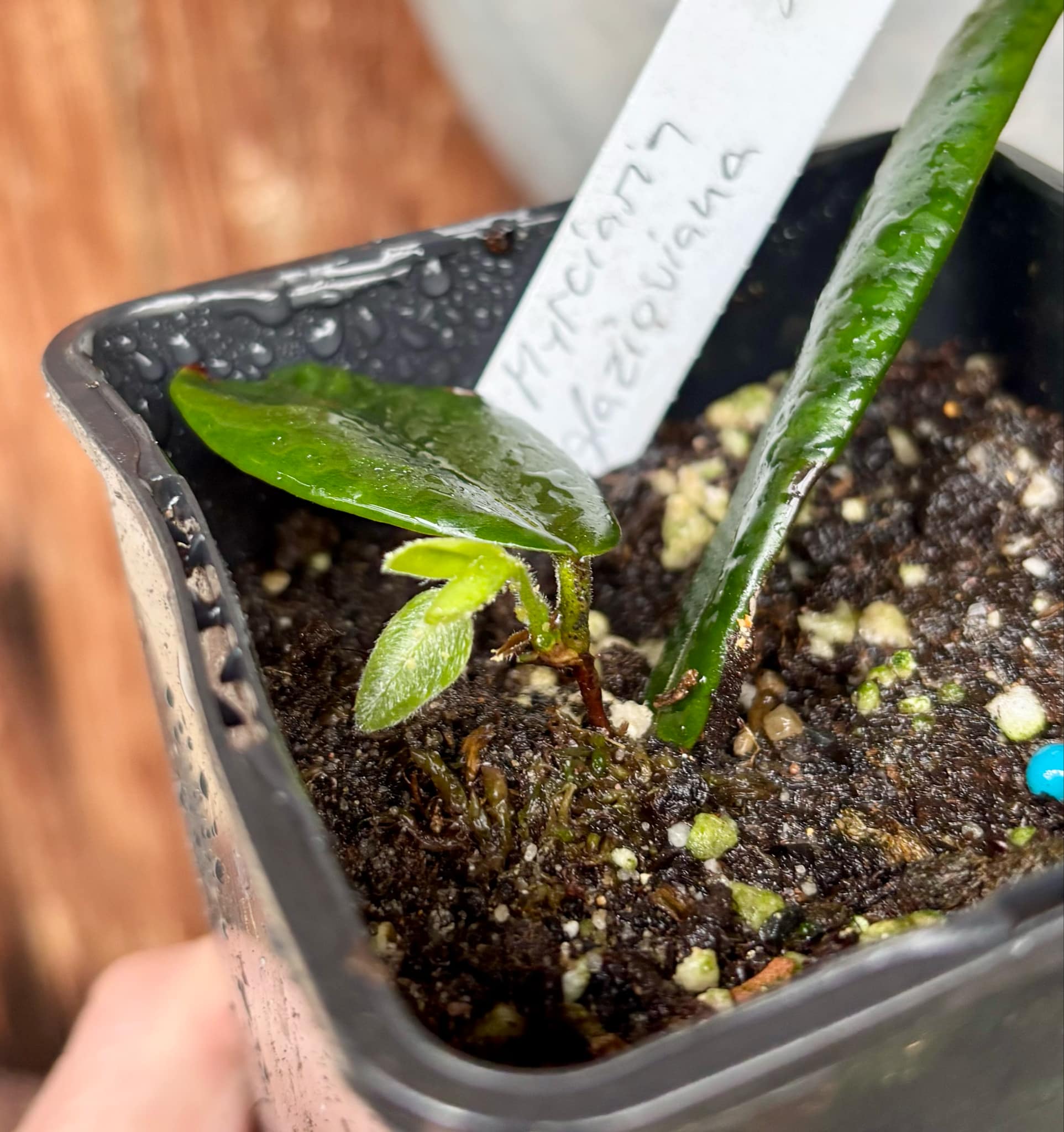 Myrciaria glazioviana - Cabeludinha  -  1 potted rooted cutting  / 1 getopfter, bewurzelter Steckling