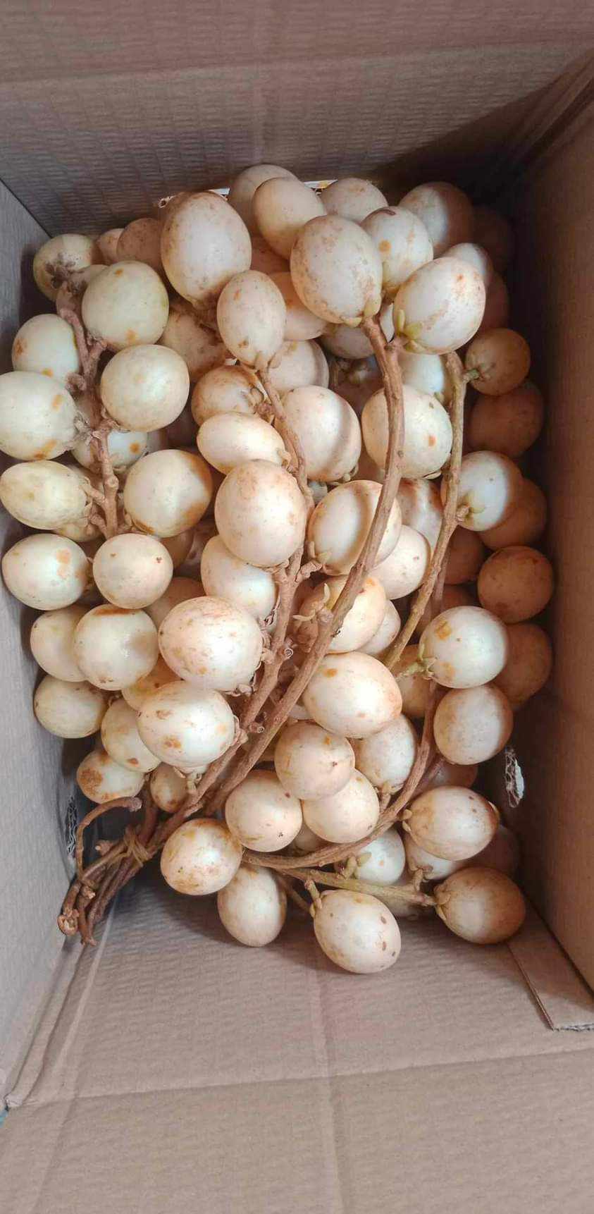 Baccaurea motleyana WHITE -  1 germinated seed / 1 gekeimter Samen