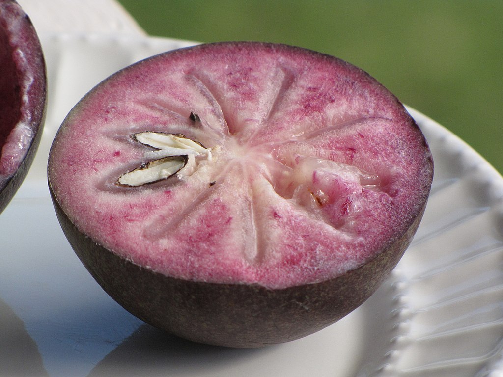 Star Apple - Chrysophyllum cainito - 1 fresh seed / 1 frischer Samen