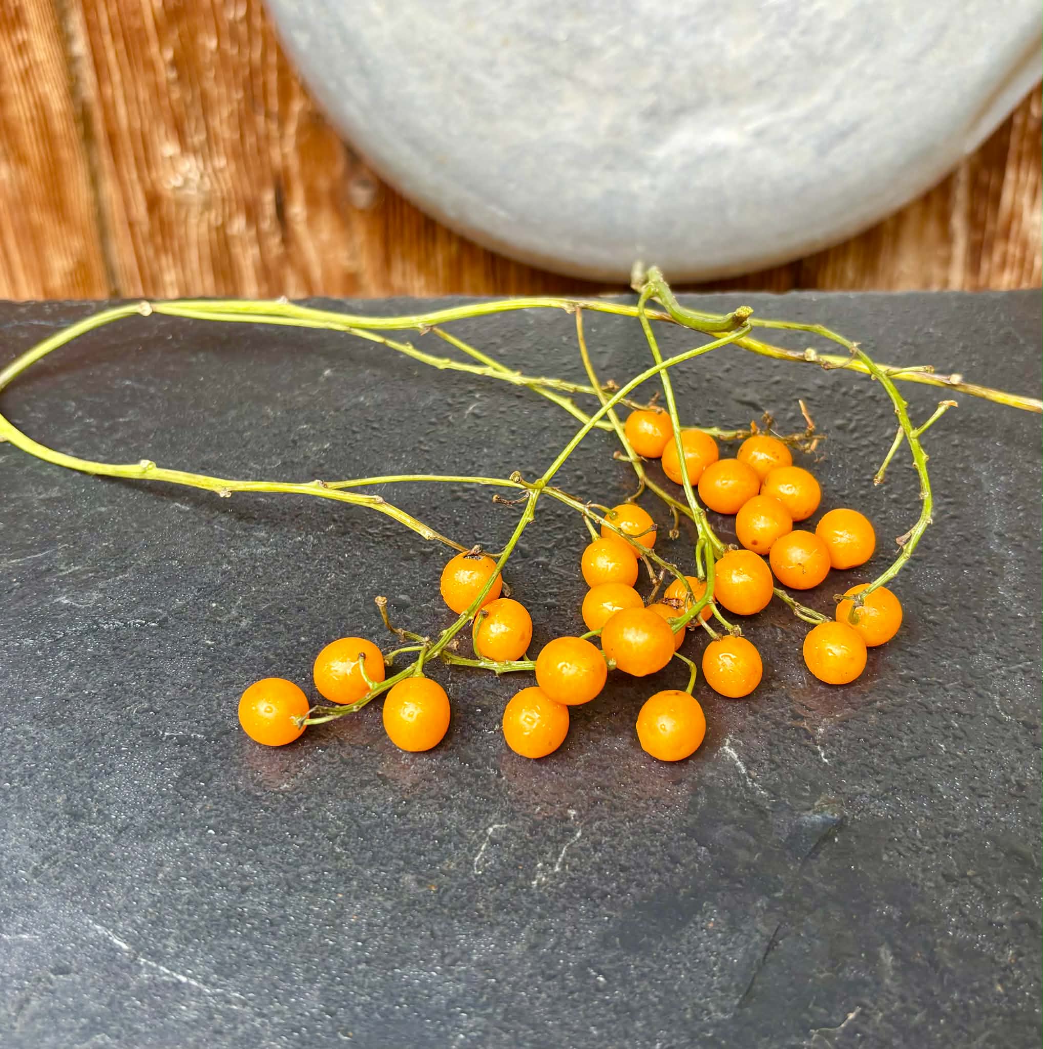 Odontocarya vitis - 5 fresh seeds / 5 frische Samen 