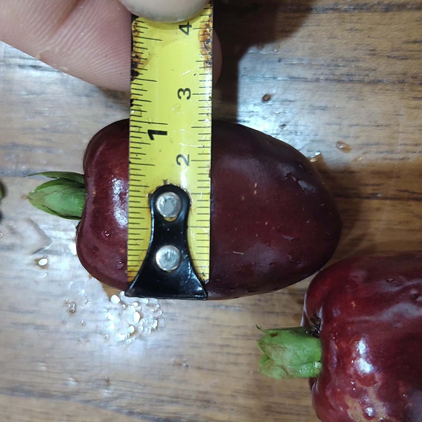 Cherry of Rio Grande var. Gigante (Eugenia involucrata) - 1 fresh seed / 1 frischer Samen