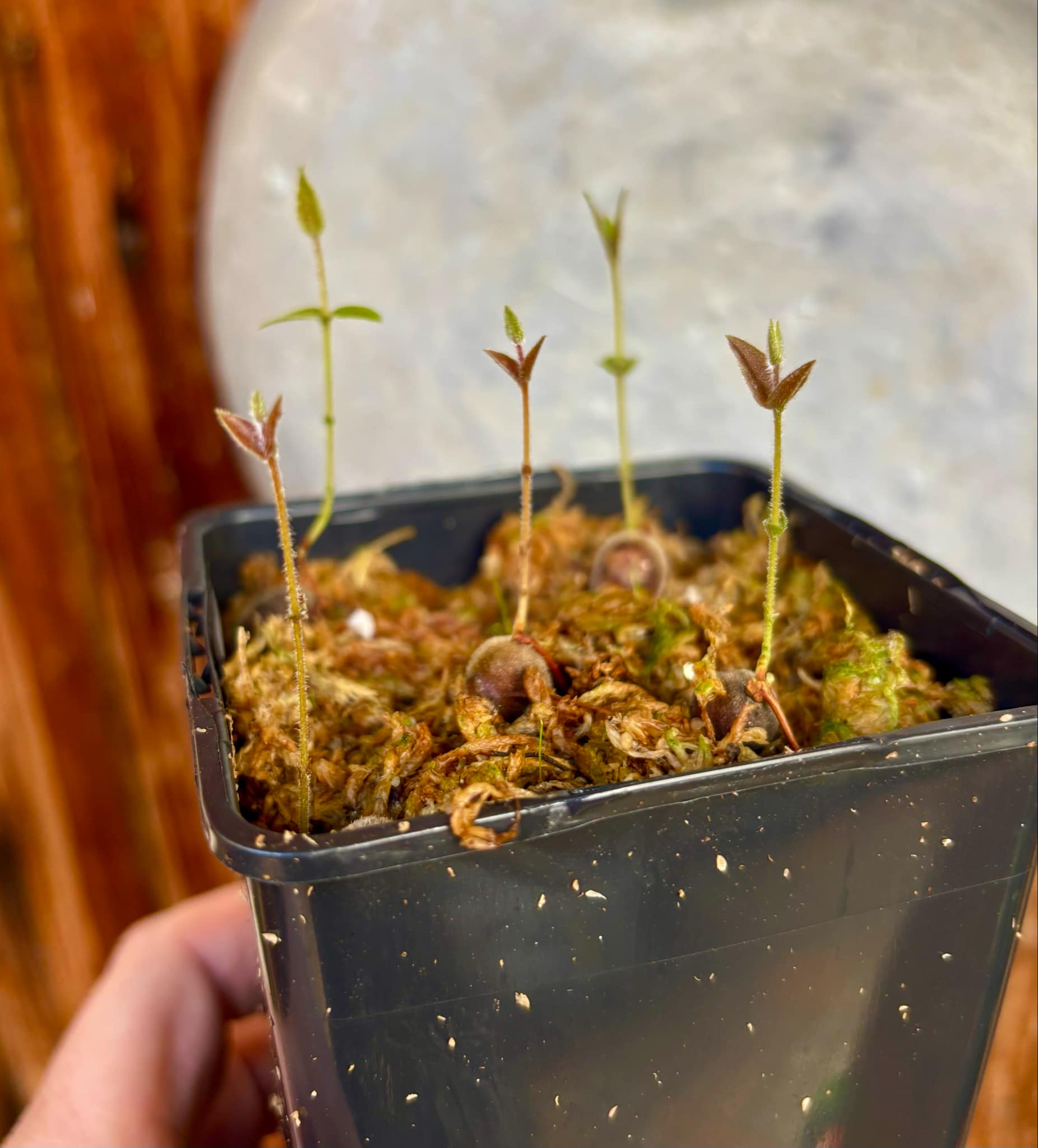 Myrciaria caerulescens (Roxa - Blue Guaquiea) - 5 small seedlings in one pot / 5 kleine Sämlinge in einem Topf