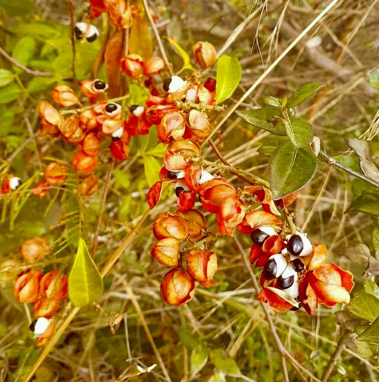 Guarana Samambaia (Paullinia rhomboidea) - 1 potted plant / 1 getopfte Pflanze 