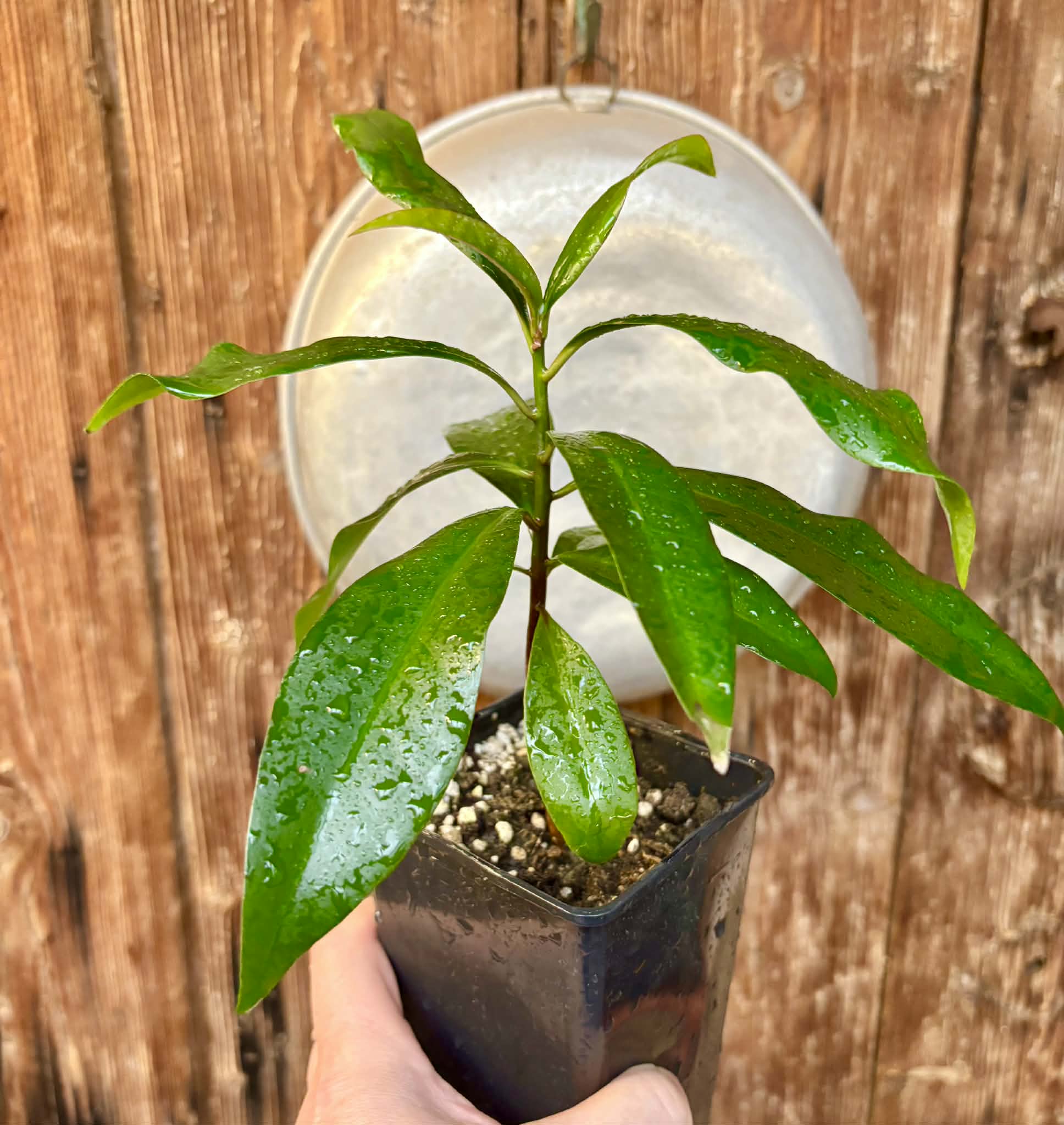 Ardisia elliptica - 1 potted seedling / 1 getopfter Sämling
