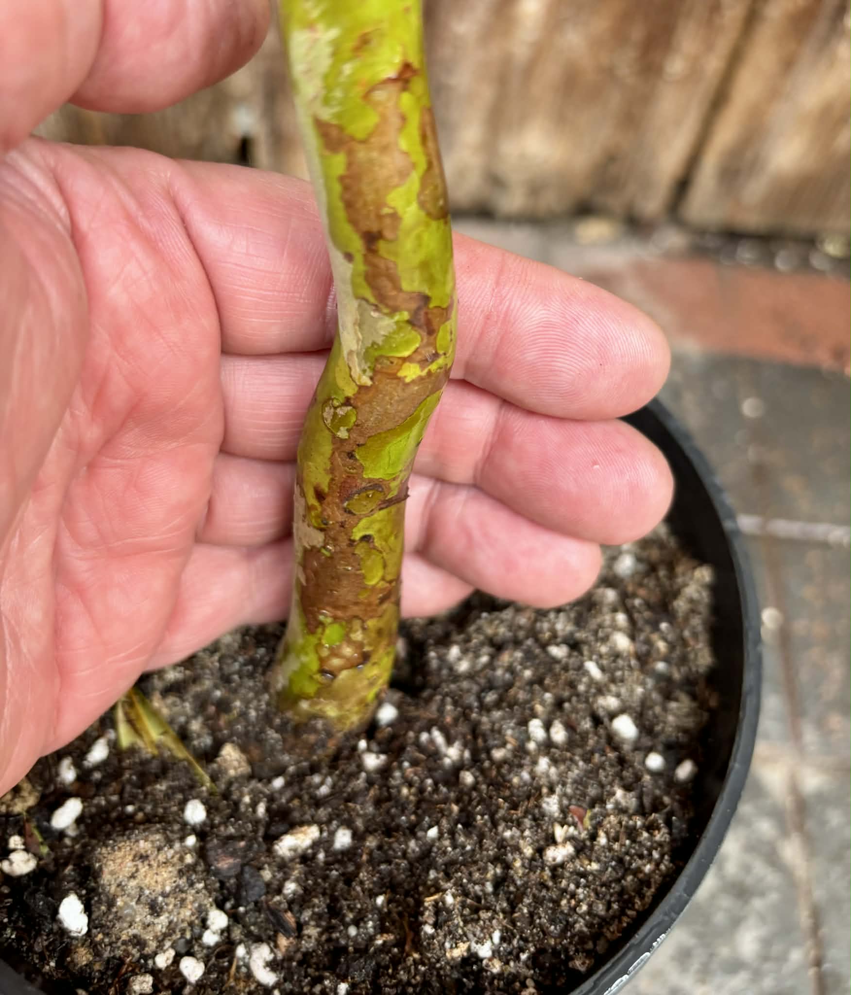 5 years old - Cherry of Rio Grande (Eugenia involucrata) - 1 potted plant / 1 getopfte Pflanze