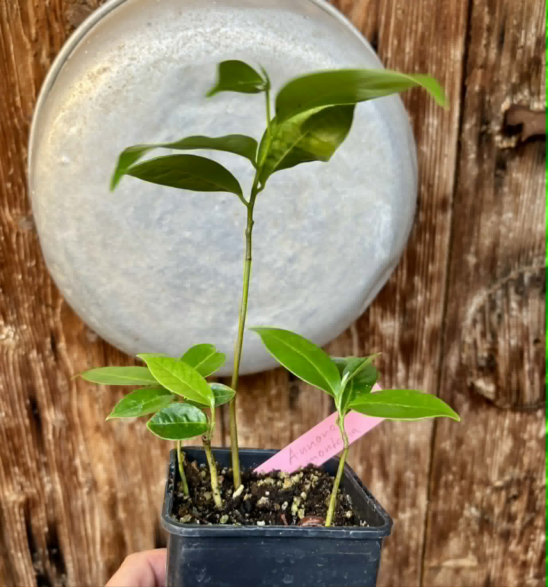 3 in 1 pot - Annona montana - Mountain Soursop - 3 seedlings in one pot / 3 Sämlinge in einem Topf