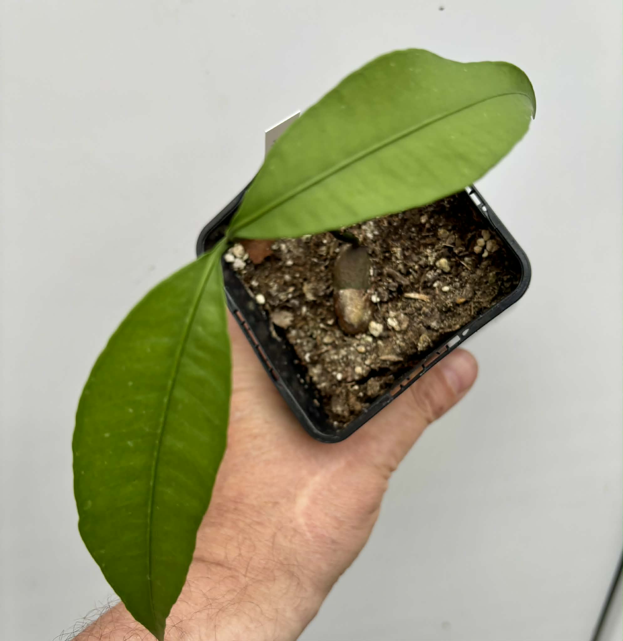 Achachairu (Garcinia humilis) - 1 potted seedling / 1 getopfter Sämling