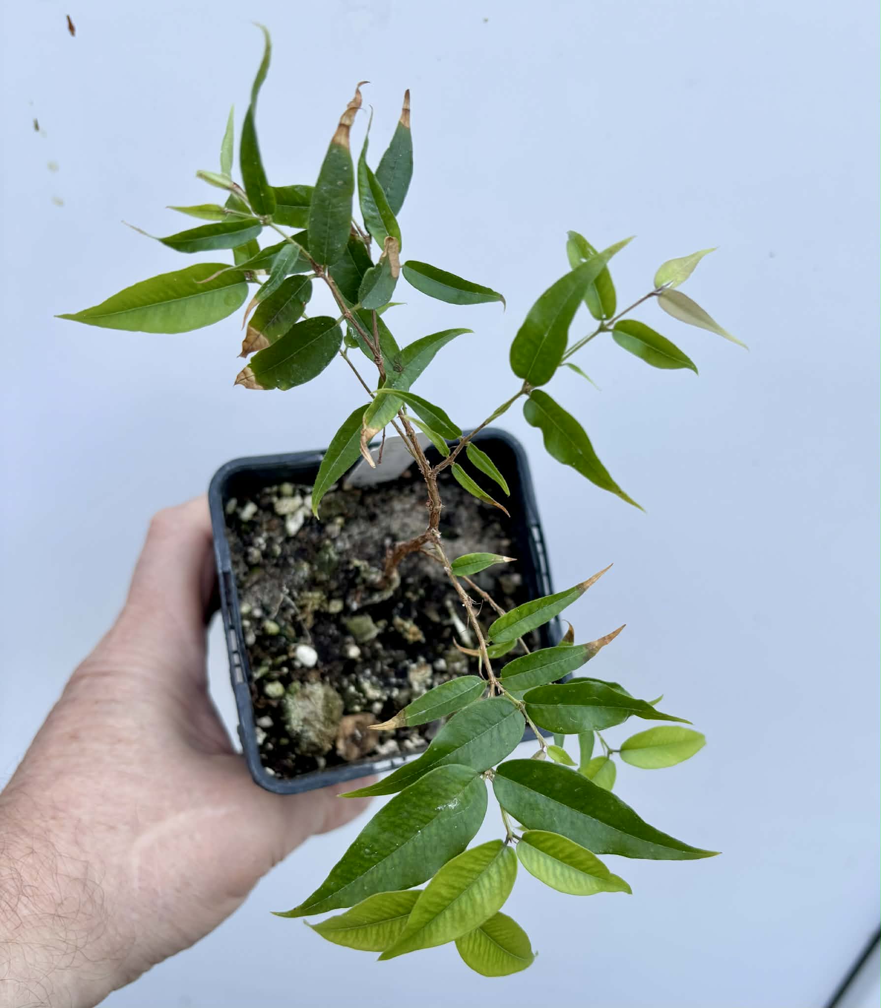 Plinia sp Cabo longo Sao Joao -  1 fresh potted seedling / 1 frisch getopfter Sämling