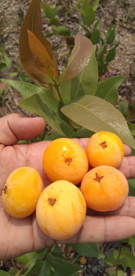 Cagaita (Eugenia dysenterica) germinated seed / gekeimter Samen