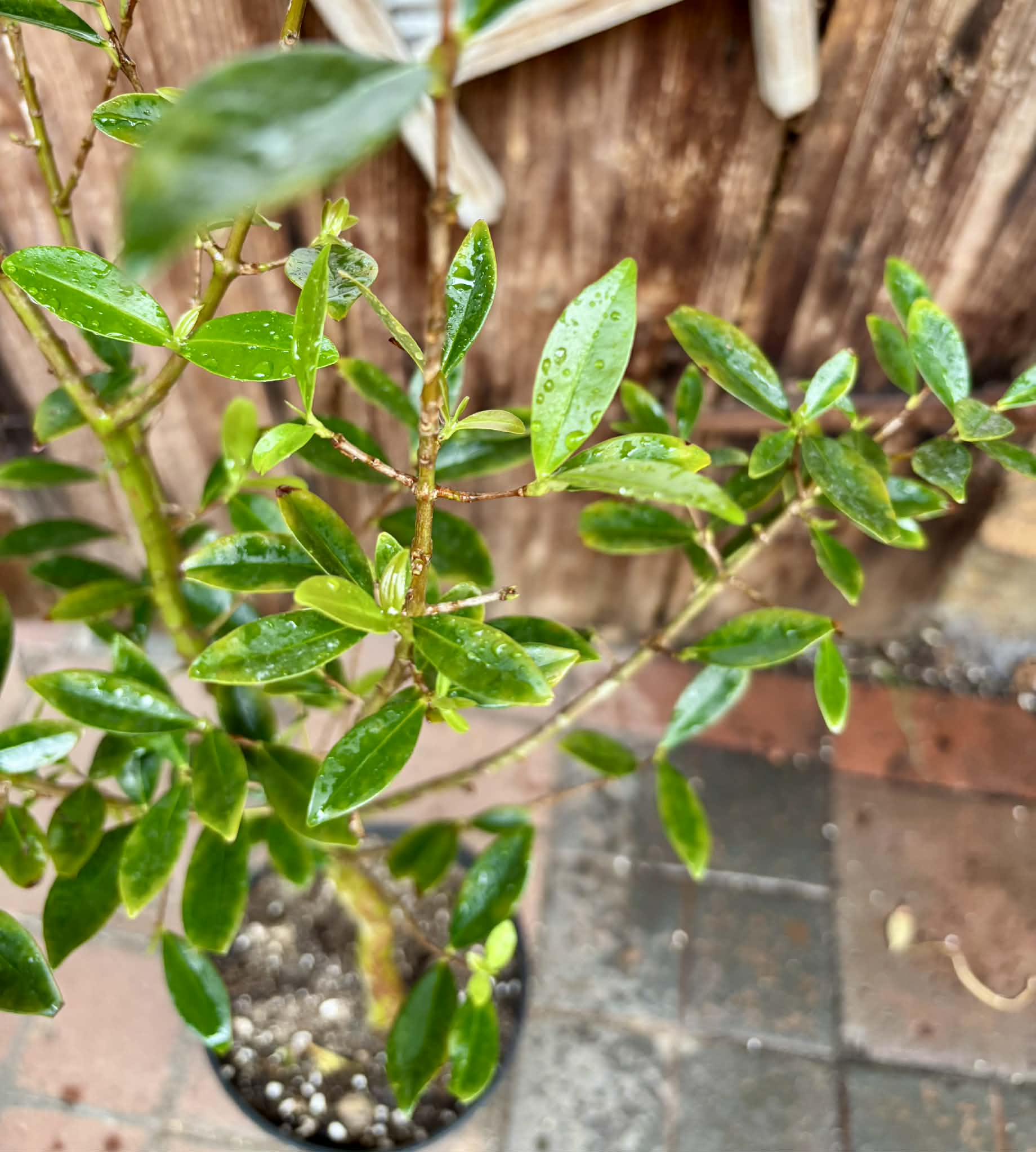 5 years old - Cherry of Rio Grande (Eugenia involucrata) - 1 potted plant / 1 getopfte Pflanze