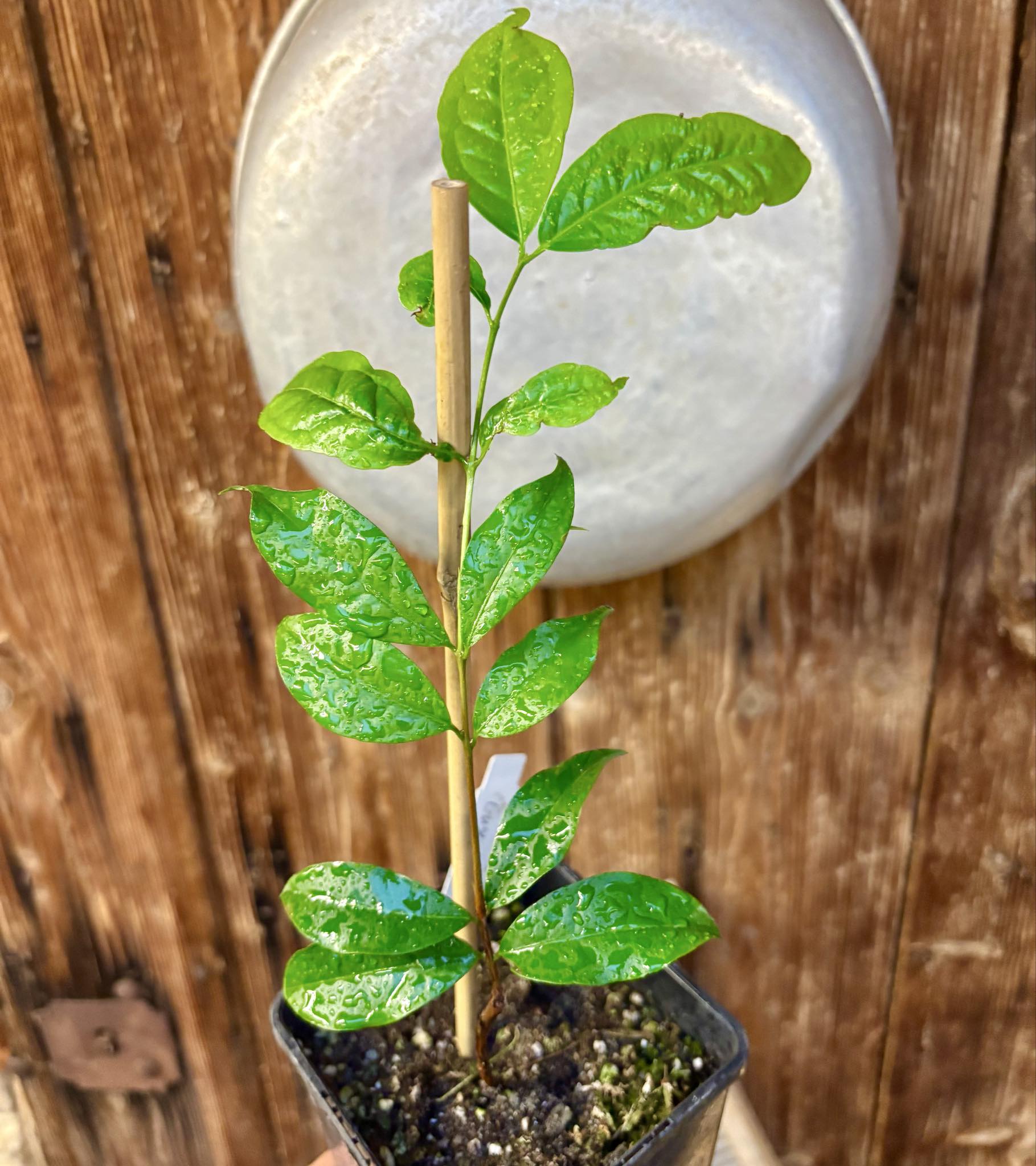 Ruby do Amazonas (Eugenia patrisii) 1 potted seedling / 1 getopfter Sämling