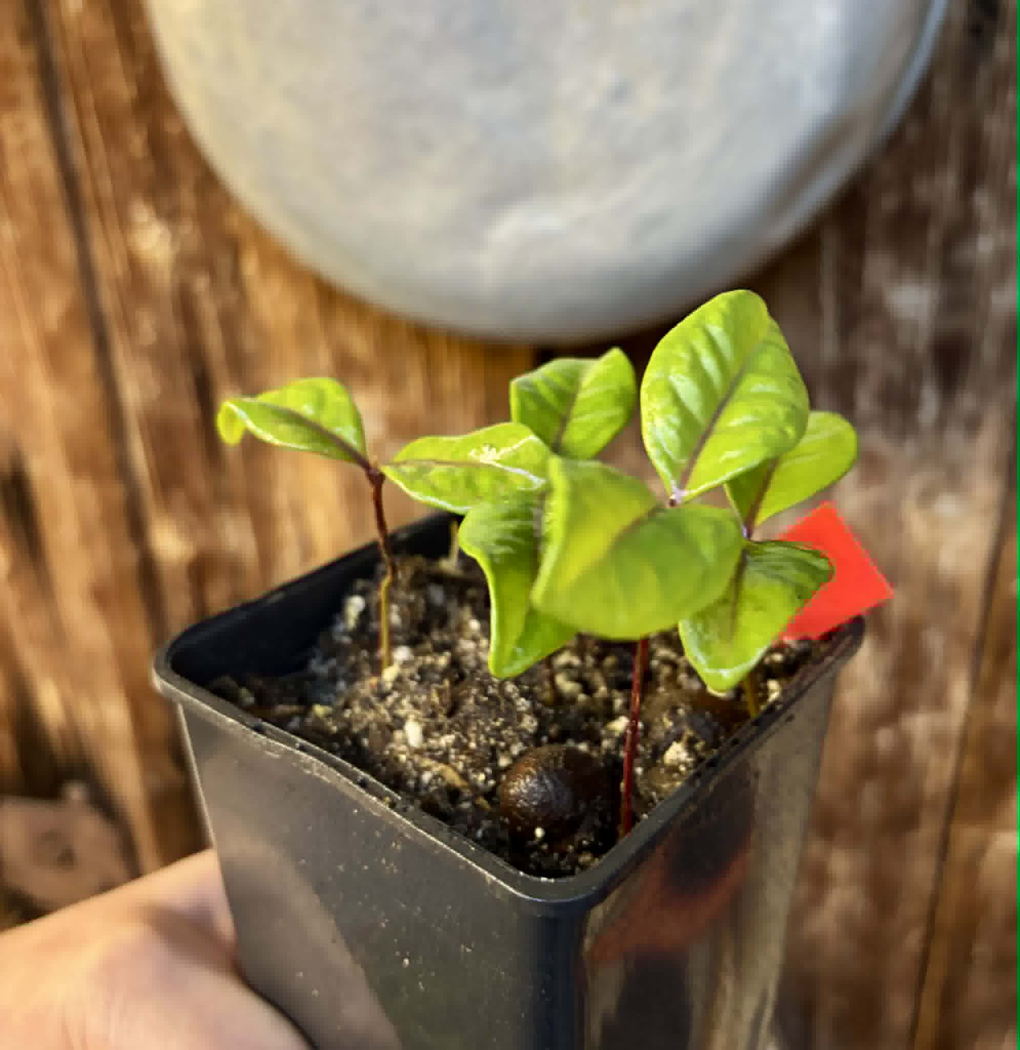 4 in 1 pot - Eugenia rotundifolia var. Maruim - 4 seedlings in one pot / 4 Sämlinge in einem Topf