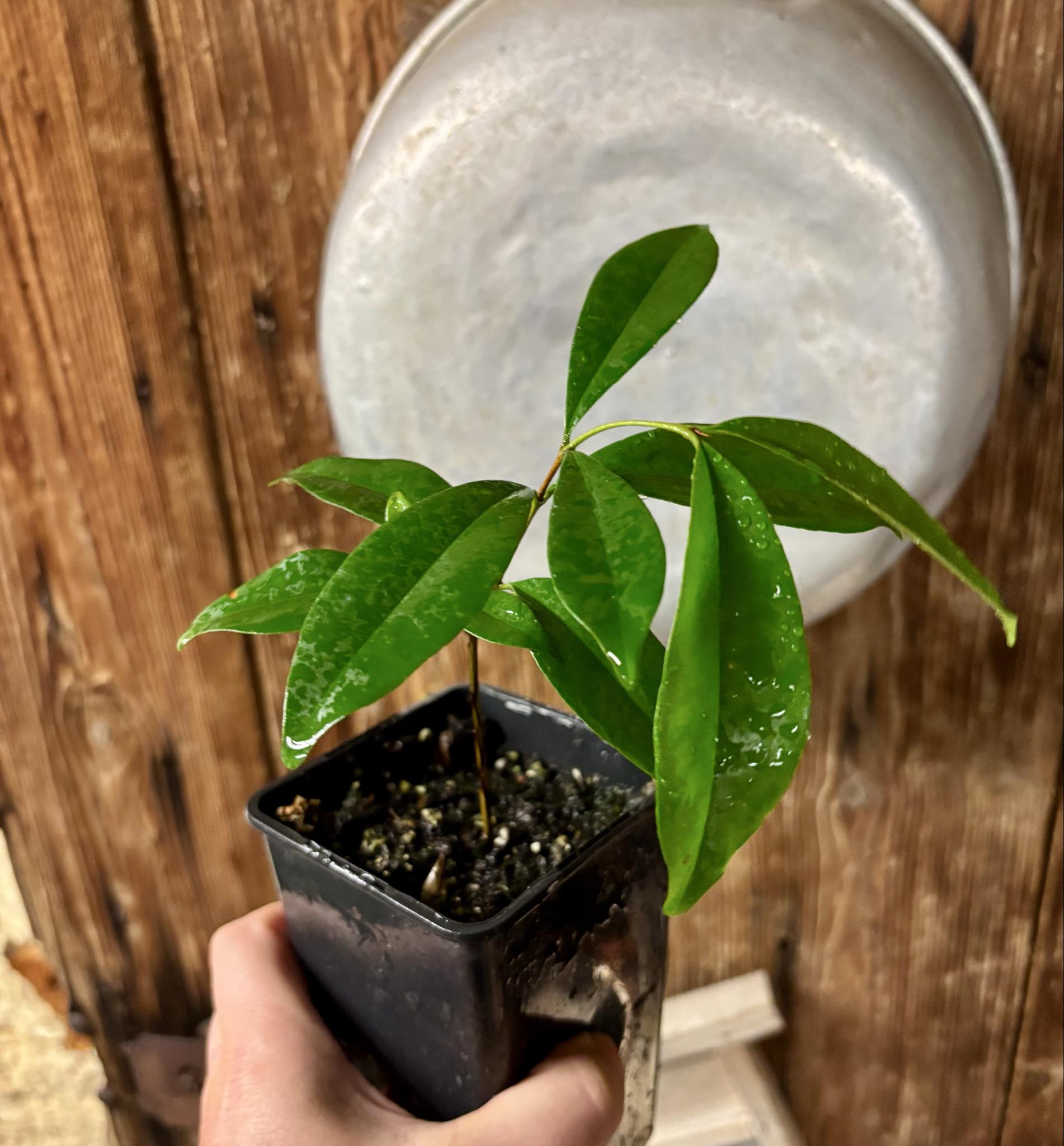 Ultra rare - Barapiroca Acu (Calycolpus legrandii) - 1 potted plant / 1 getopfte Pflanze Ultra rare - Barapiroca Acu (Calycolpus legrandii) - 1 potted plant / 1 getopfte Pflanze