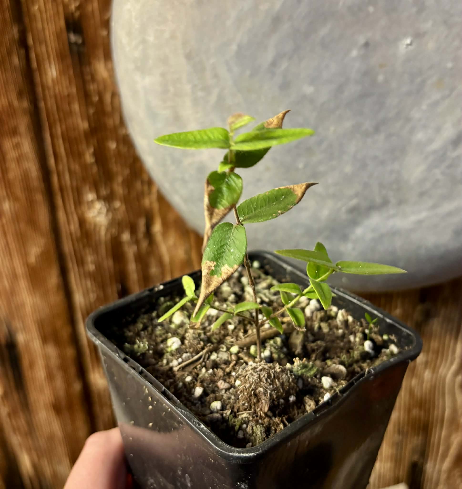 Myrciaria caerulescens (Roxa - Blue Guaquiea) - 1 potted seedling / 1 getopfter Sämling