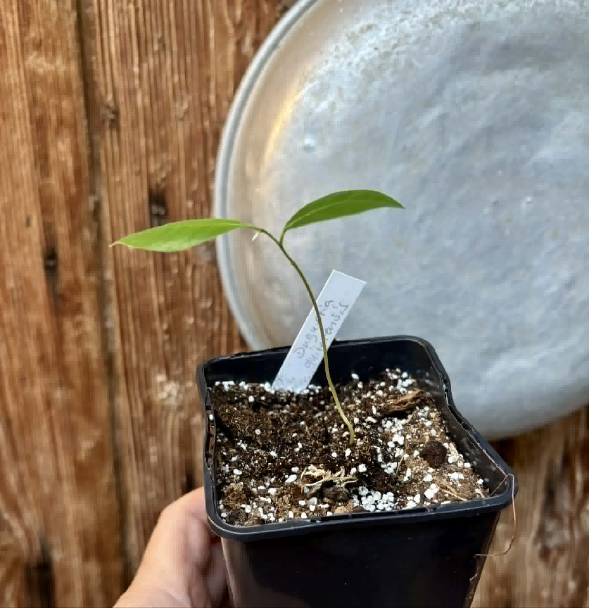 Duguetia cf quitarensis - 1 potted seedling / 1 getopfter Sämling