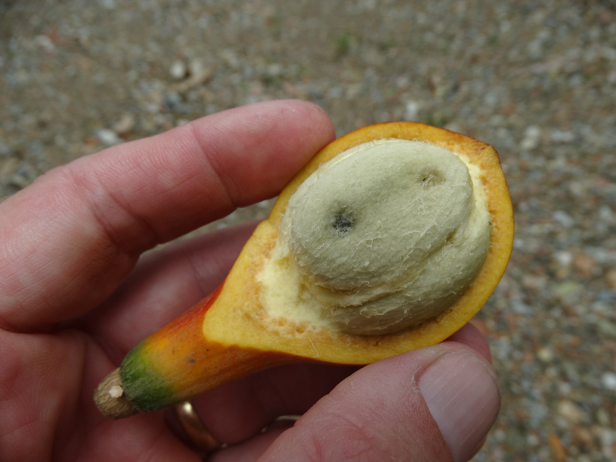 Pouteria beaurepairei  -  1 germinated seed / 1 gekeimter Samen