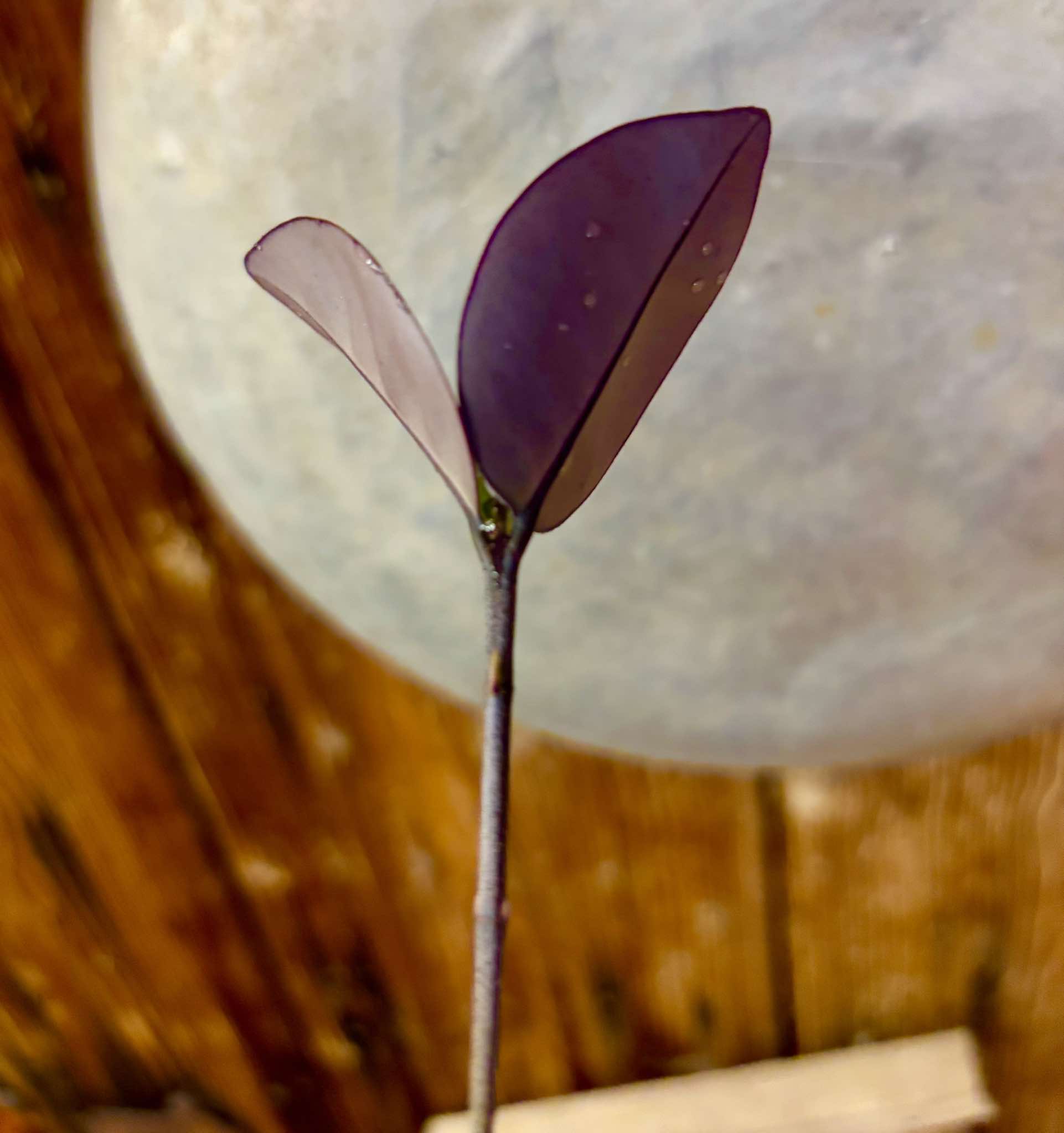 Eugenia itapemirimensis - 1 small potted seedling / 1 kleiner, getopfter Sämling