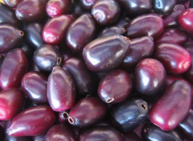 Syzygium cumini - 1 potted plant / 1 getopfte Pflanze