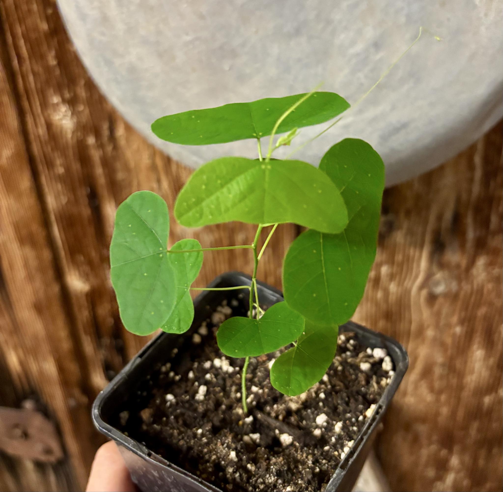 Maracuja Asa de Morcego (Passiflora misera) - 1 small potted seedling / 1 kleiner, getopfter Sämling