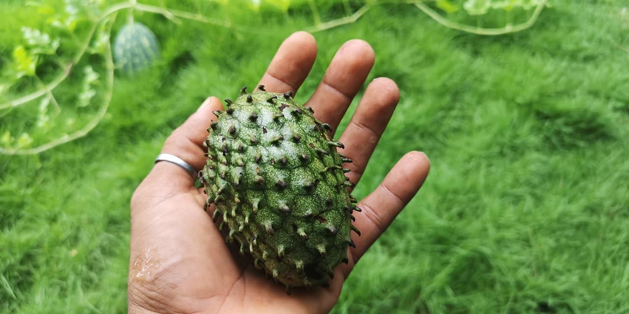 Annona nitida - 1 potted plant / 1 getopfte Pflanze