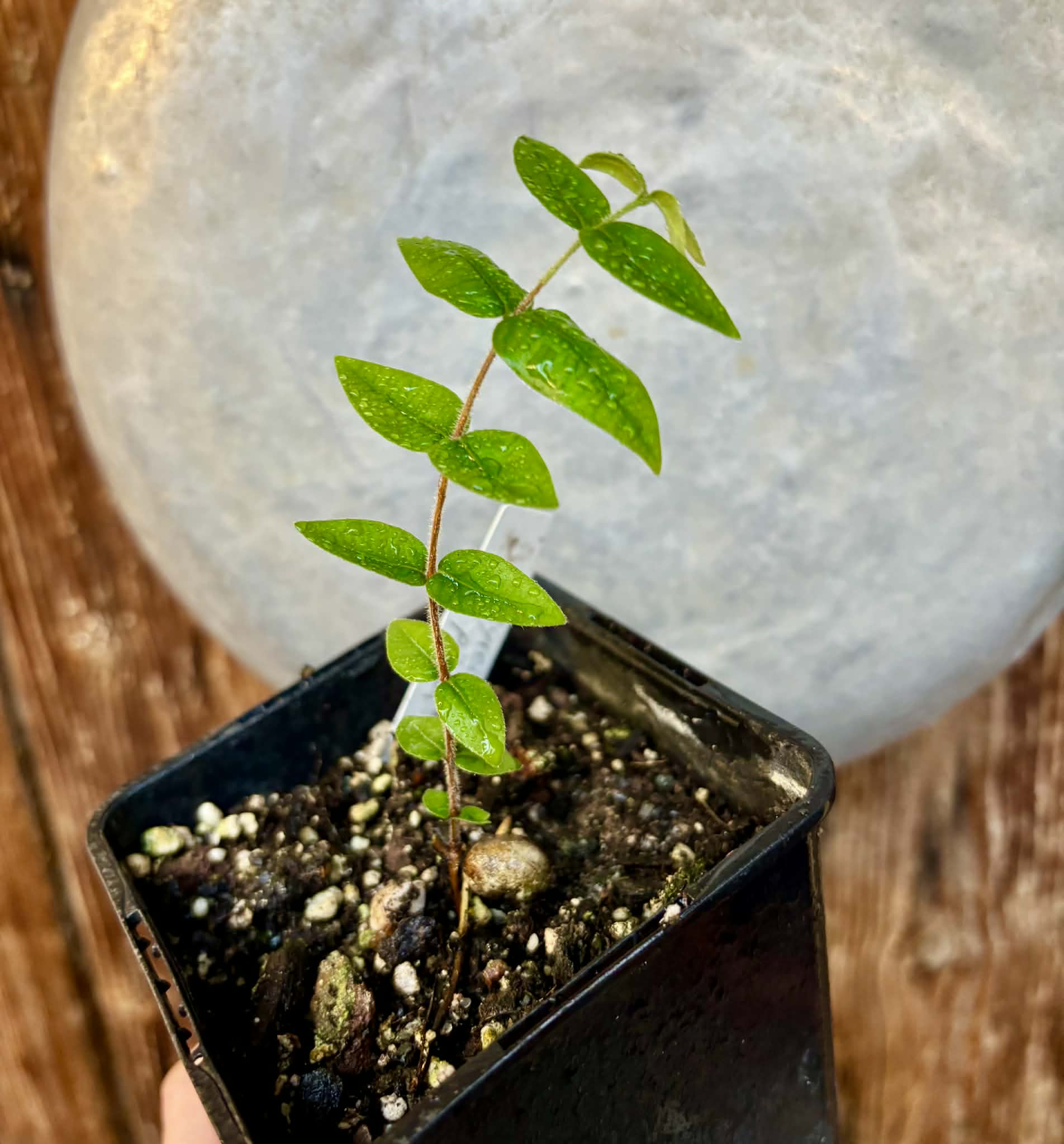 Myrciaria pilosa -  1 small potted seedling  / 1 kleiner getopfter Sämling