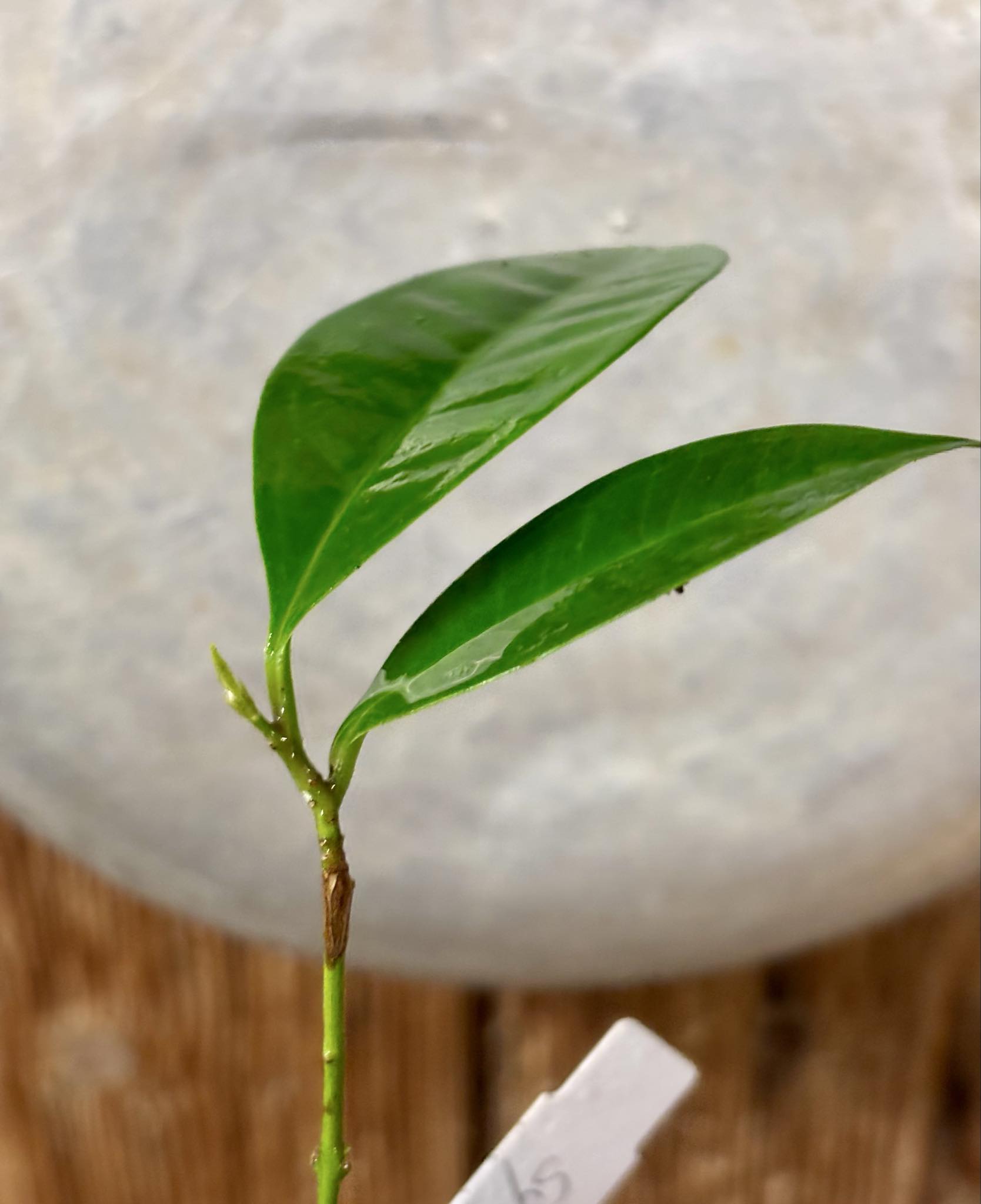 Syzygium sp Khao Luang - 1 potted plant / 1 getopfte Pflanze