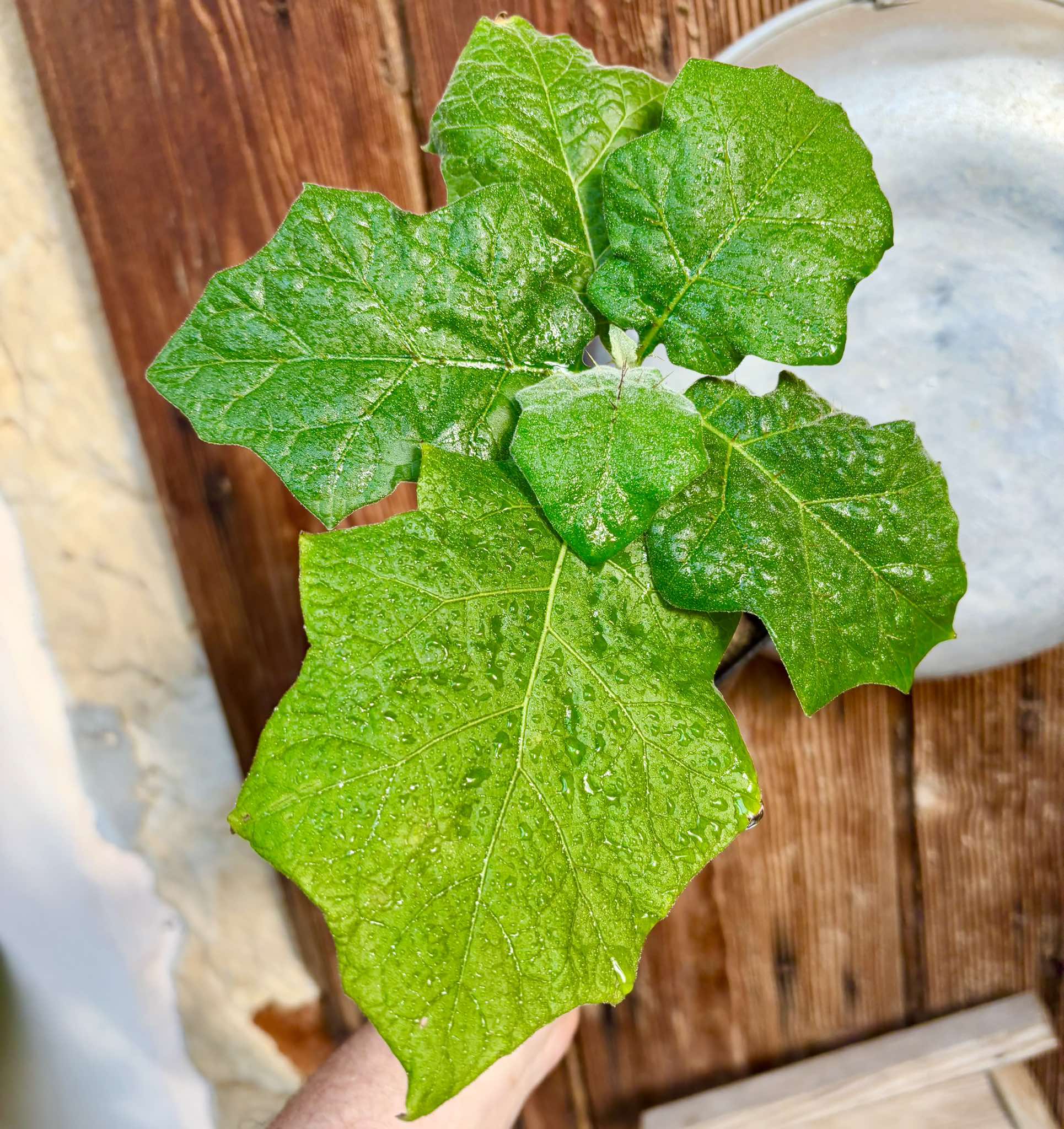 Juã-Açu - Solanum oocarpum - 1 potted plant / 1 getopfte Pflanze