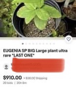 Eugenia sp BIG Eugenao Bolao -  1 potted plant / 1 getopfte Pflanze 