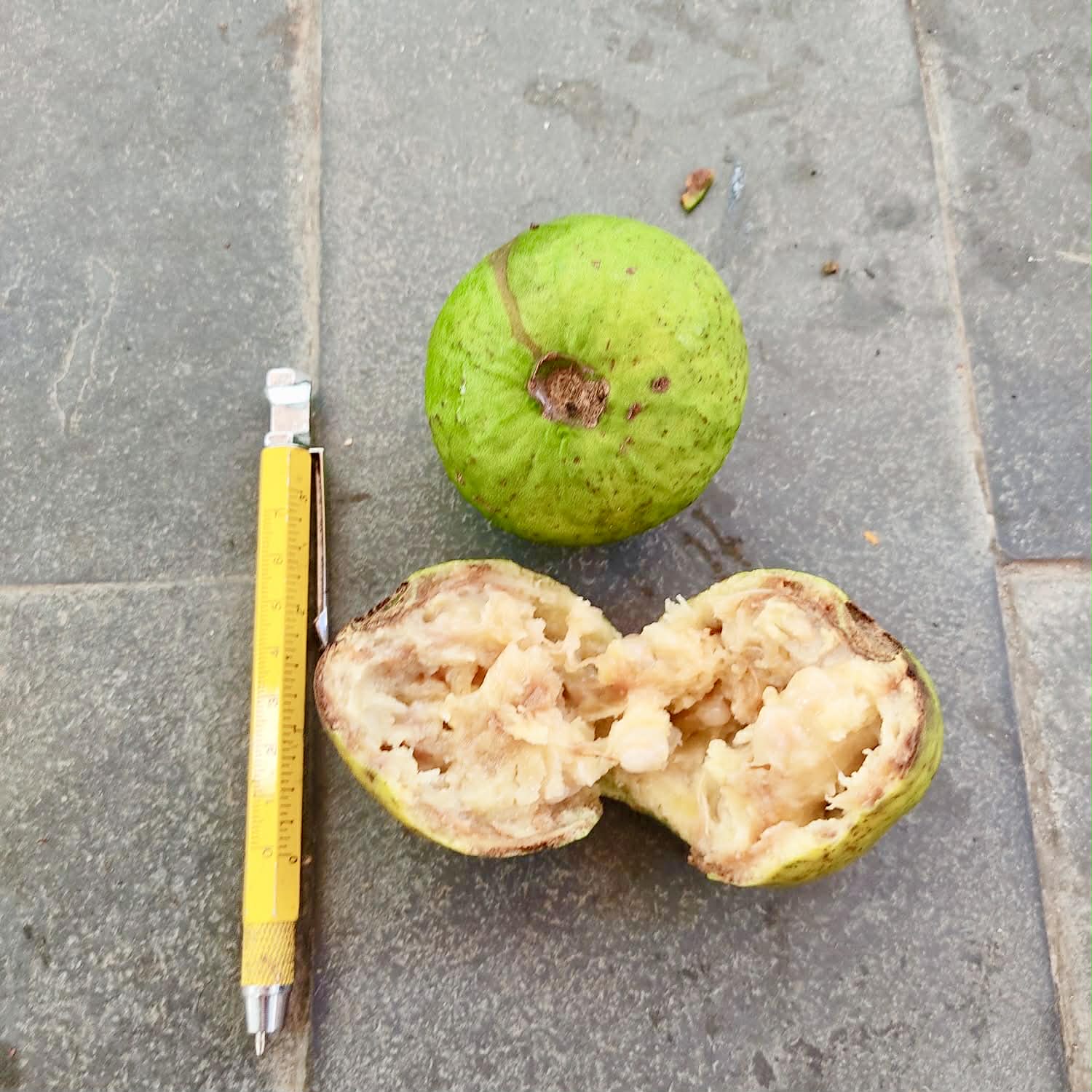 Pre Order - Psidium sp Anacardium -  1 fresh seed / 1 frischer Samen