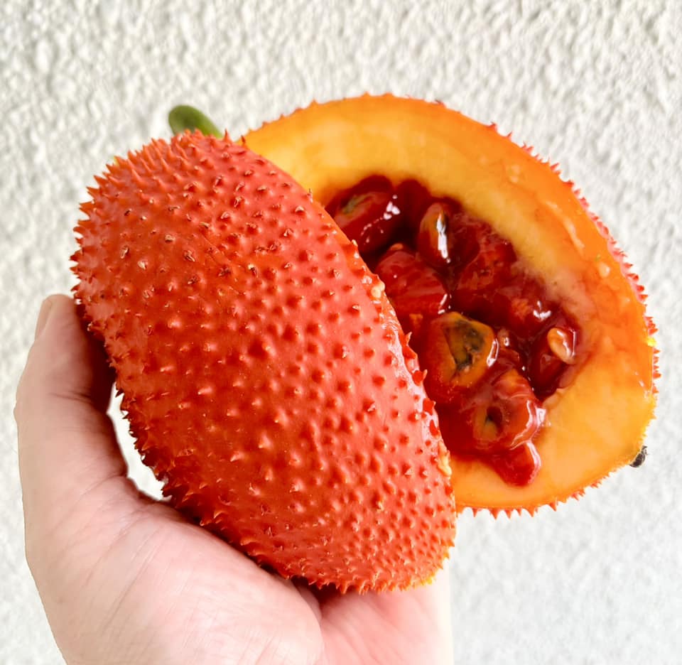 GAC Fruit (Momordica cochinchinensis)- 3 fresh seeds / 3 frische Samen