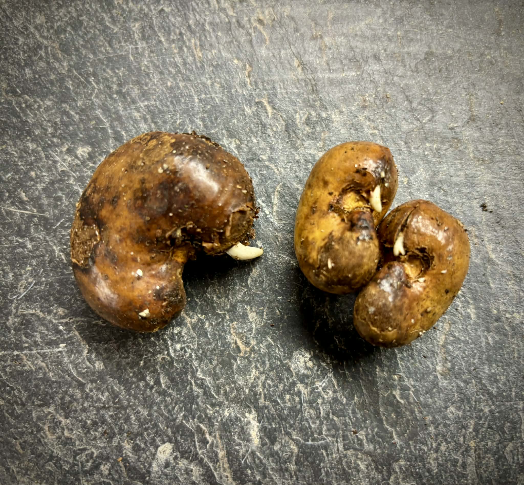 Anacardium occidentale - Cashew - 3 germinated seeds / 3 gekeimte Samen