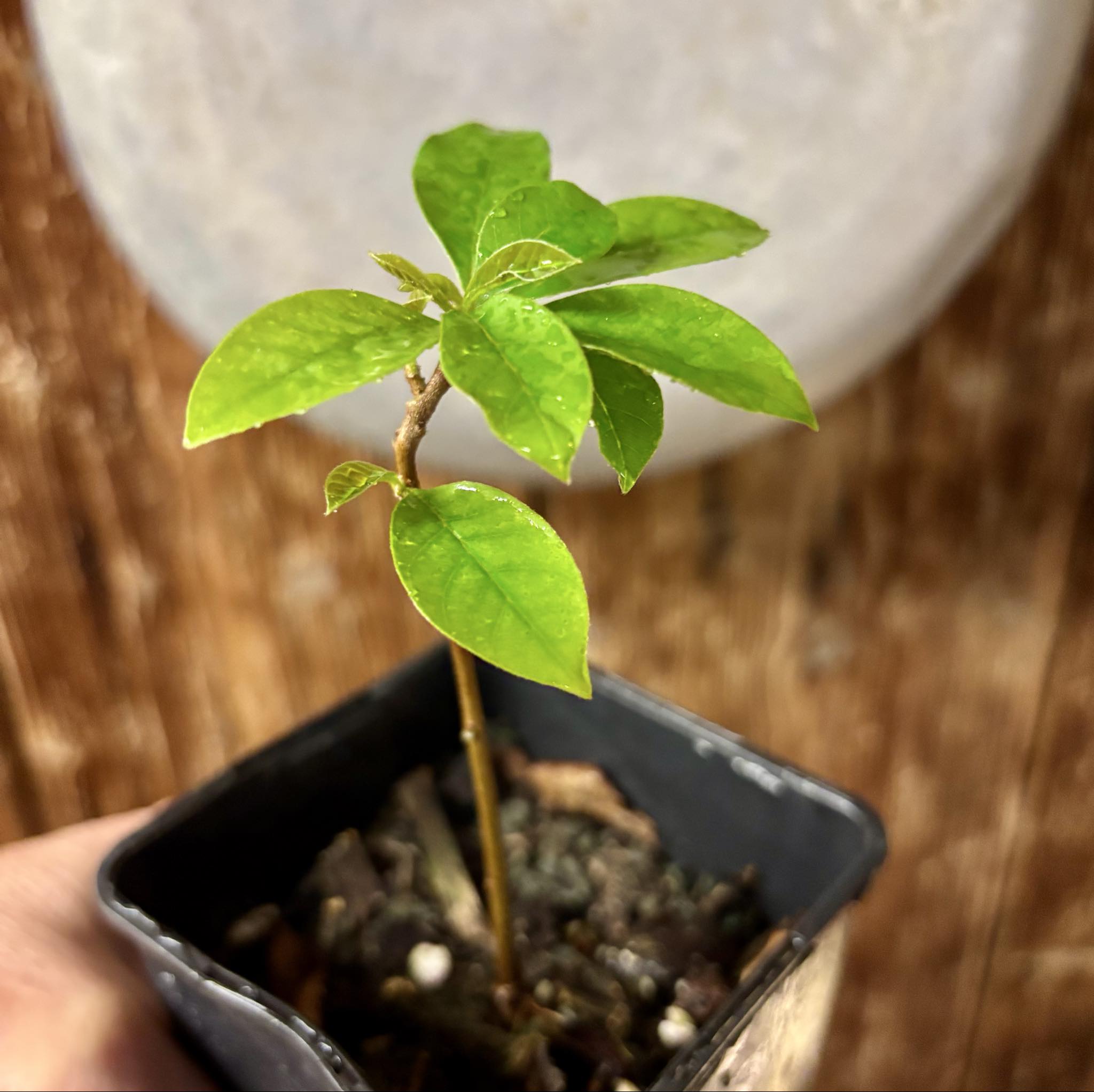 Marmixa (Pradosia lactescens) - 1 potted plant / 1 getopfte Pflanze Marmixa (Pradosia lactescens) - 1 potted plant / 1 getopfte Pflanze