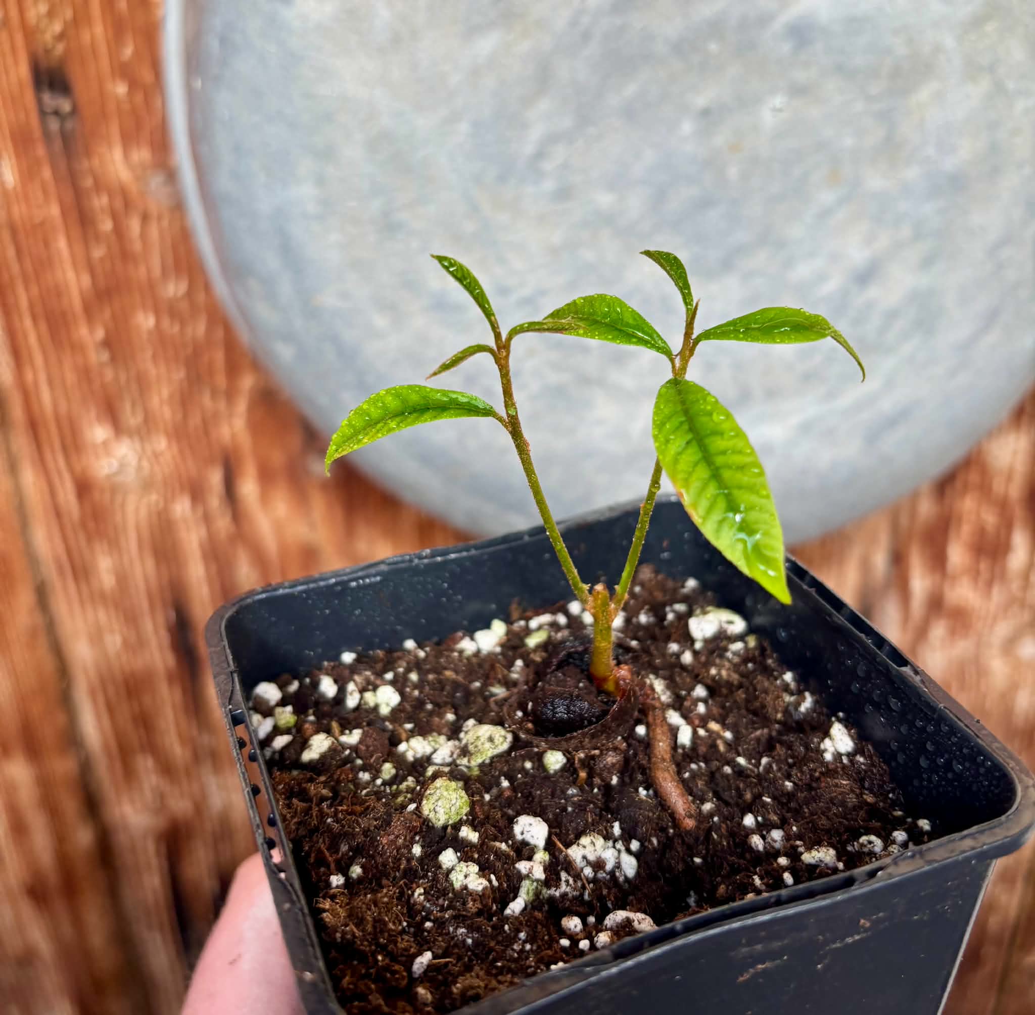 Chrysophyllum sp Abiu Rondonia - 1 potted seedling / 1 getopfter Sämling