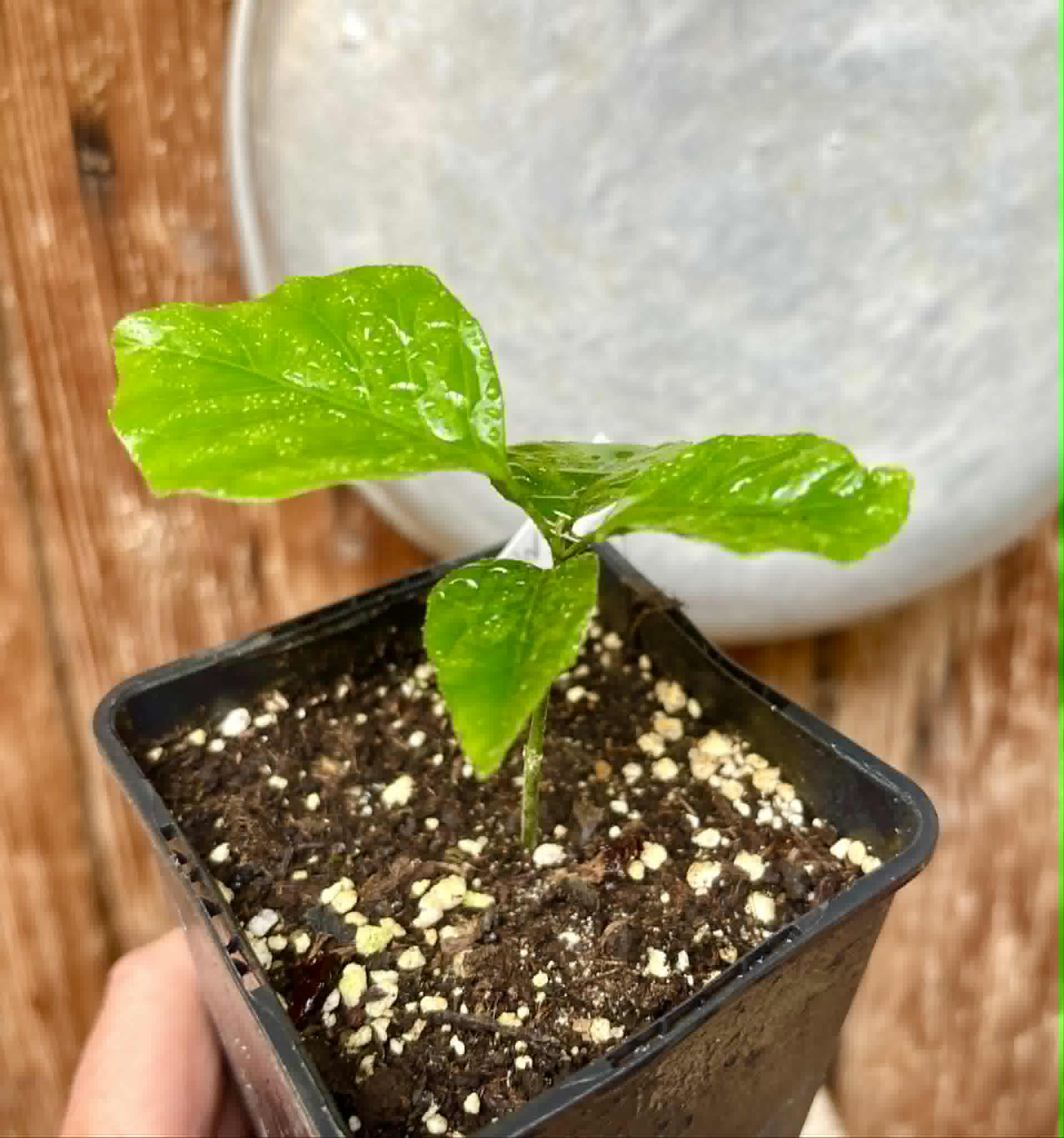 Wampee (Clausena lansium) - 1 potted seedling / 1 getopfter Sämling