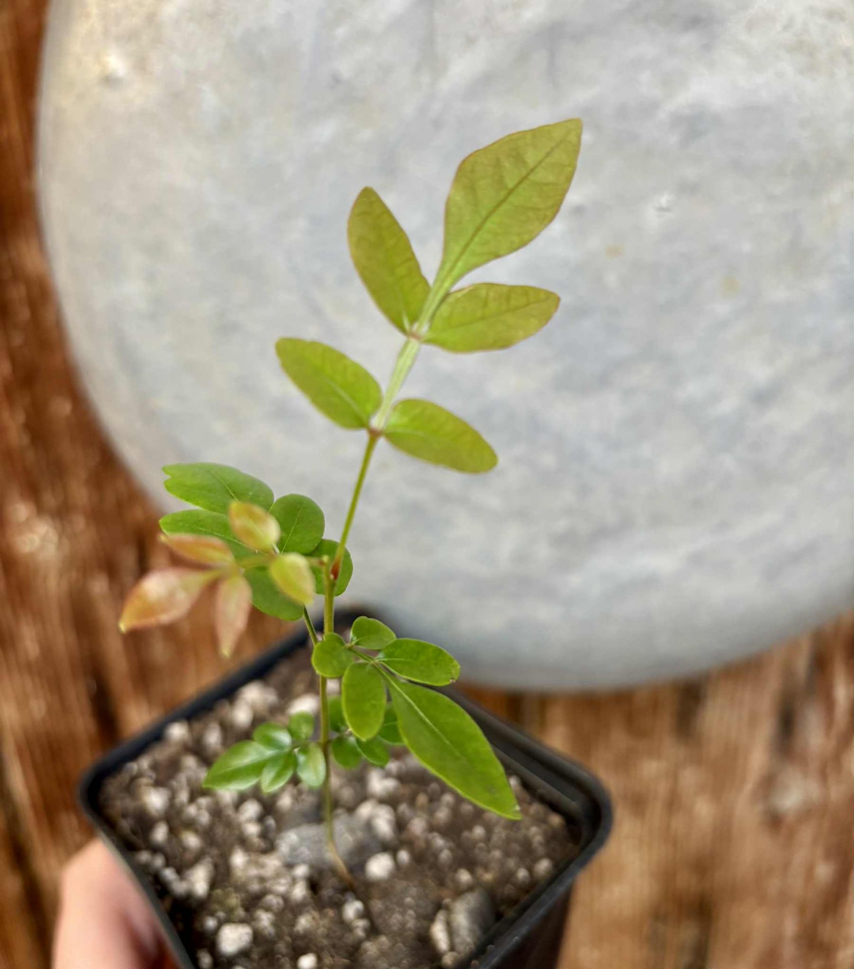 Guarana Samambaia (Paullinia rhomboidea) - 1 potted plant / 1 getopfte Pflanze 