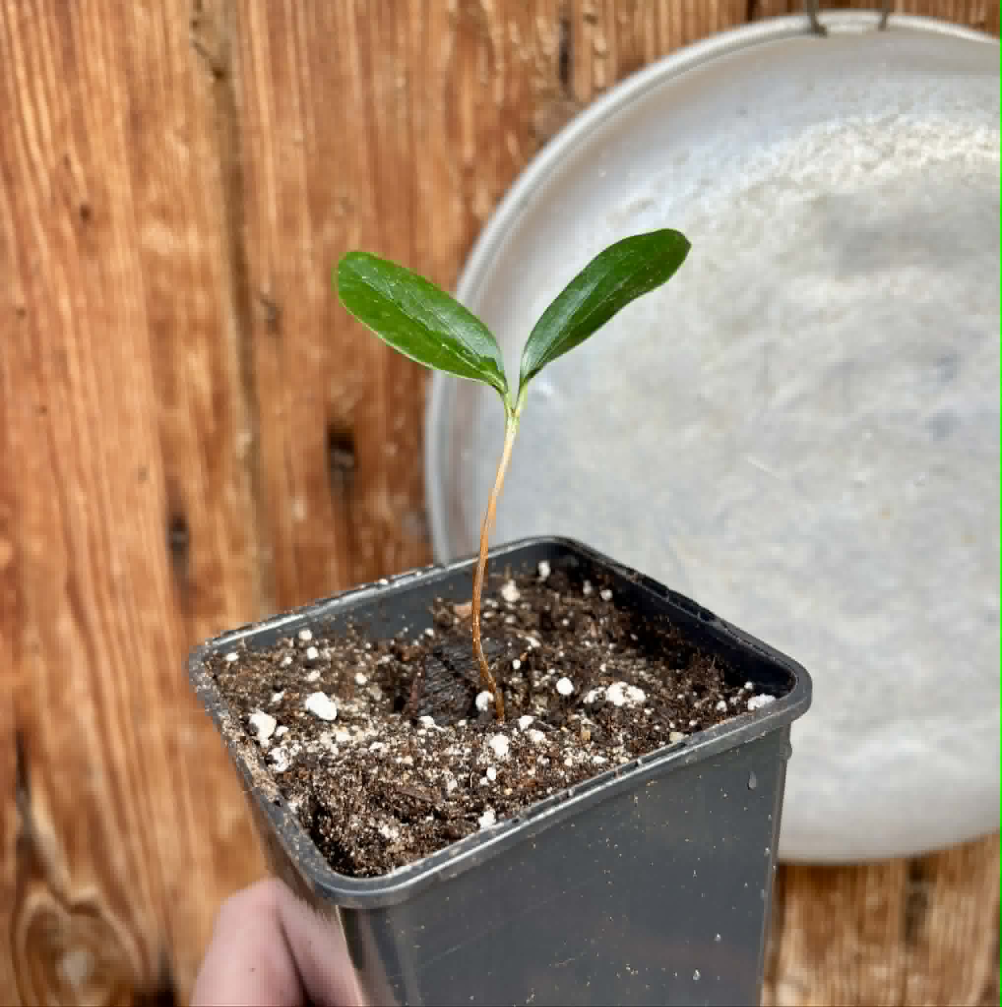 Aquai (Chrysophyllum gonocarpum var. BIG Itacare)  -  1 potted seedling / 1 getopfter Sämling