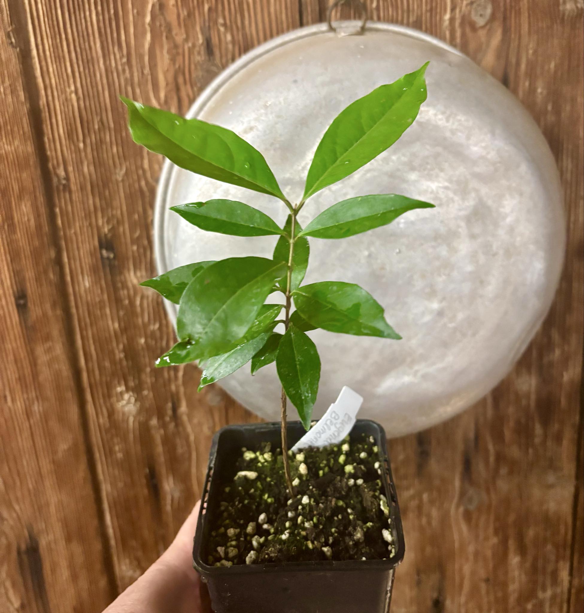 Eugenia sp Belmonte -  1 potted seedling / 1 getopfter Sämling