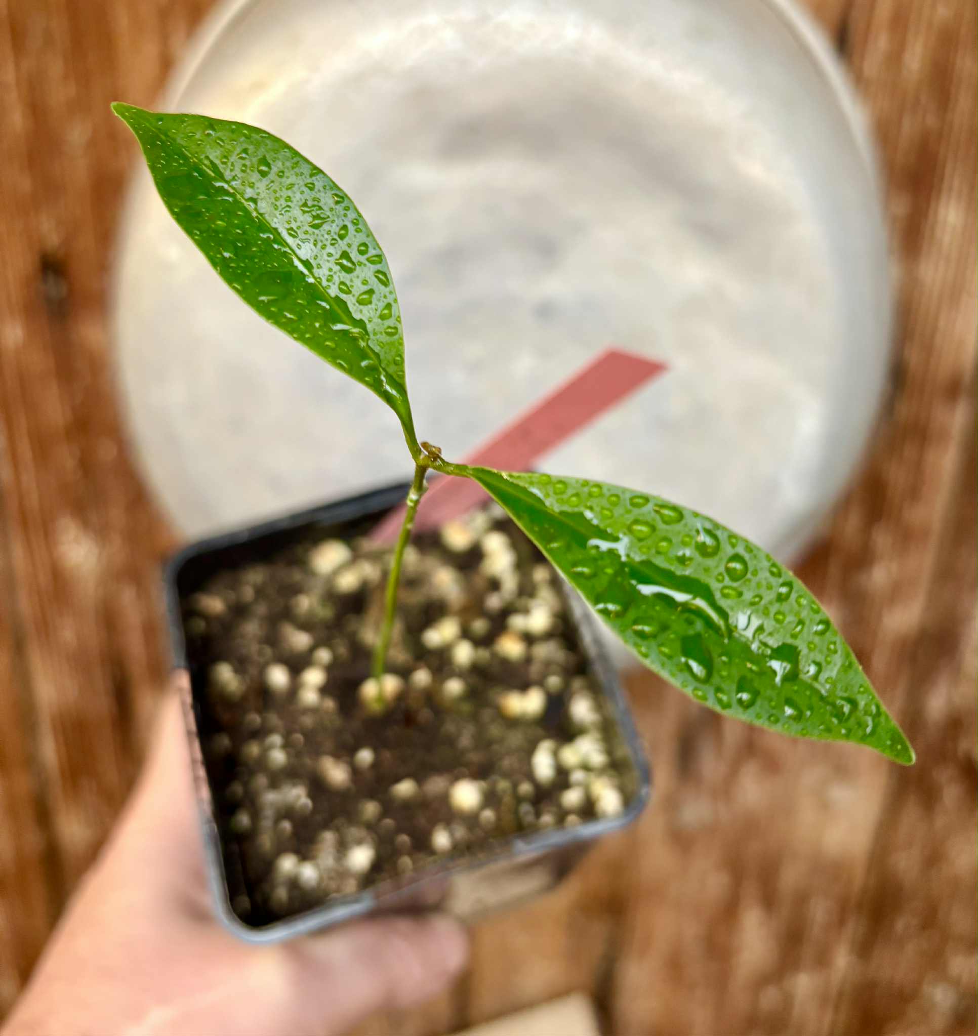 Pouteria alvesii - 1 small potted seedling / 1 kleiner, getopfter Sämling