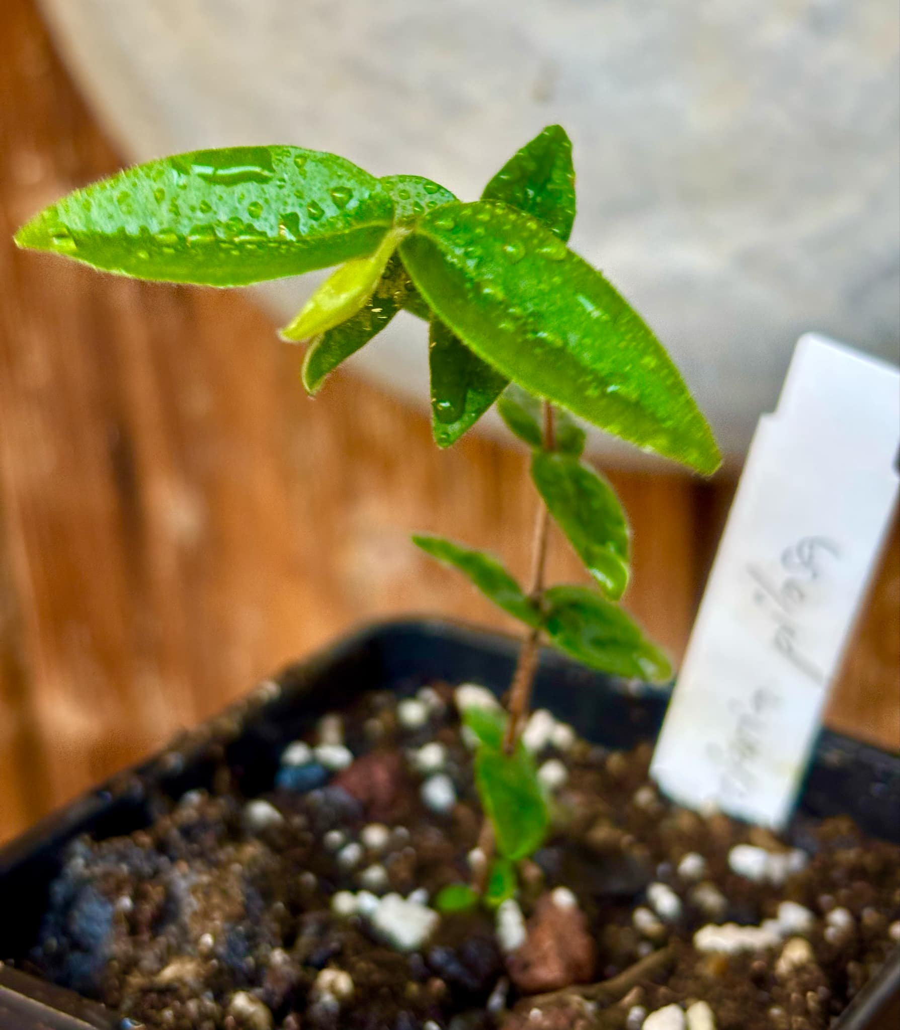 Myrciaria pilosa -  1 small potted seedling  / 1 kleiner getopfter Sämling