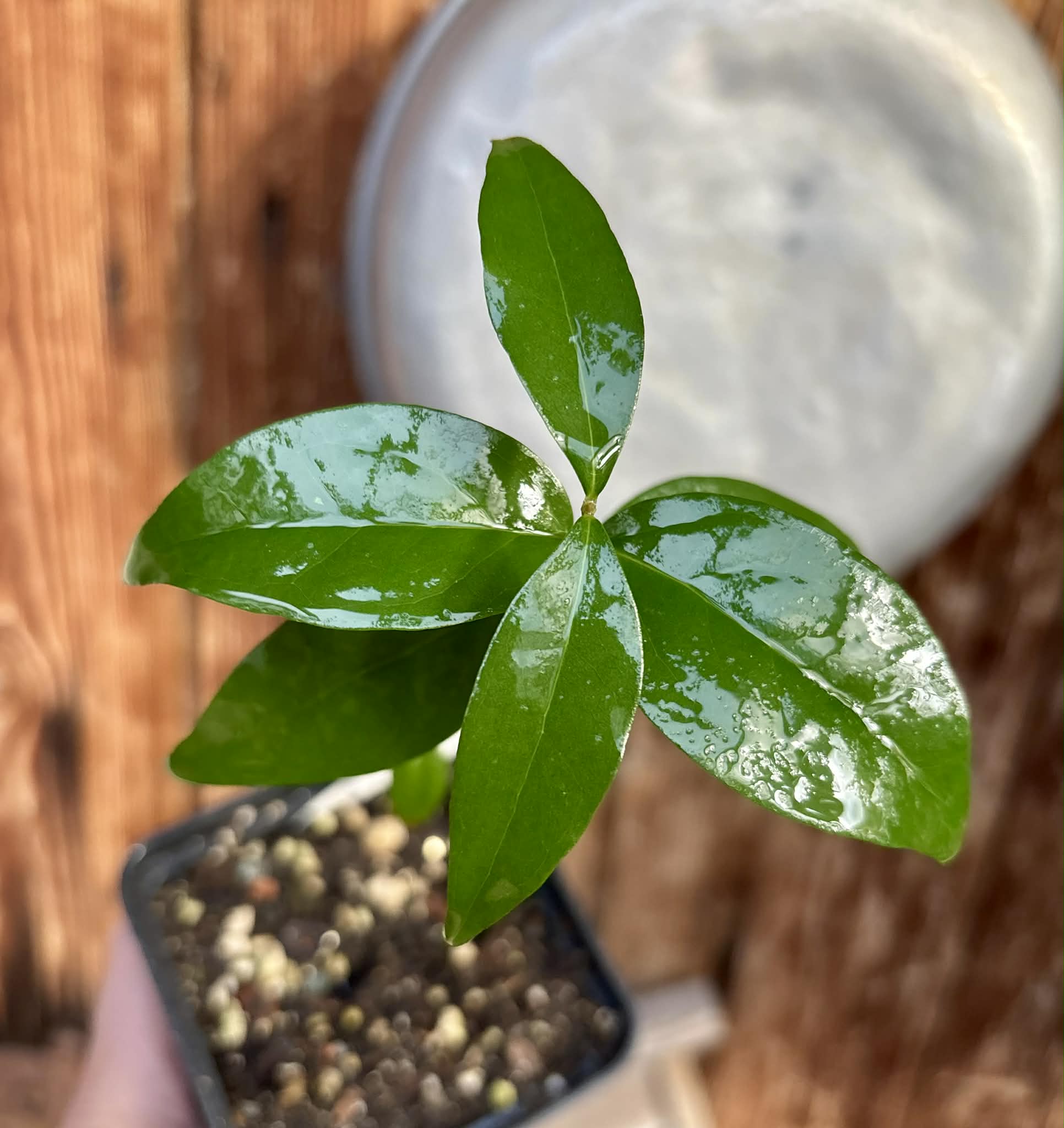 Eugenia uniflora var. Tutti Colore  - 1 spotted seedling / 1 getopfter Sämling