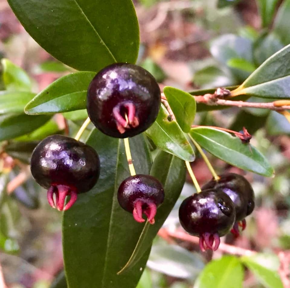 3 years old - Eugenia ligustrina var. black - 1 potted plant / 1 getopfte Pflanze