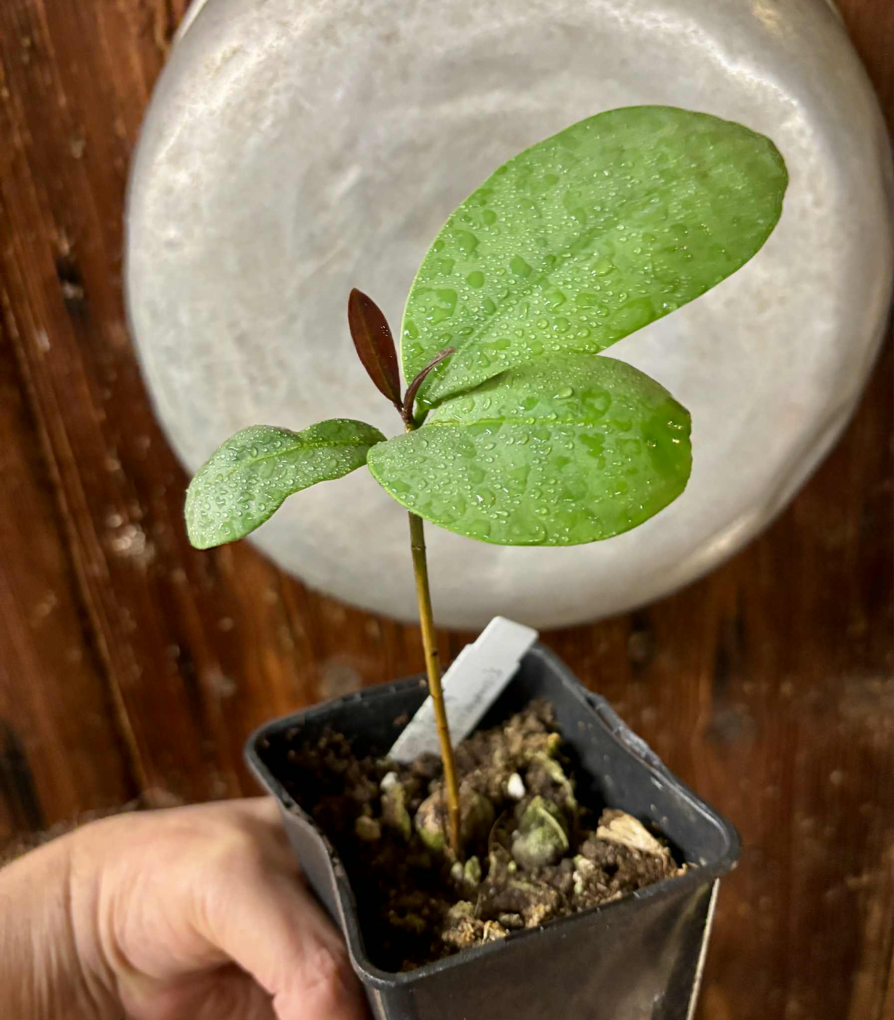 Eugenia itapemirimensis - 1 potted plant / 1 getopfte Pflanze