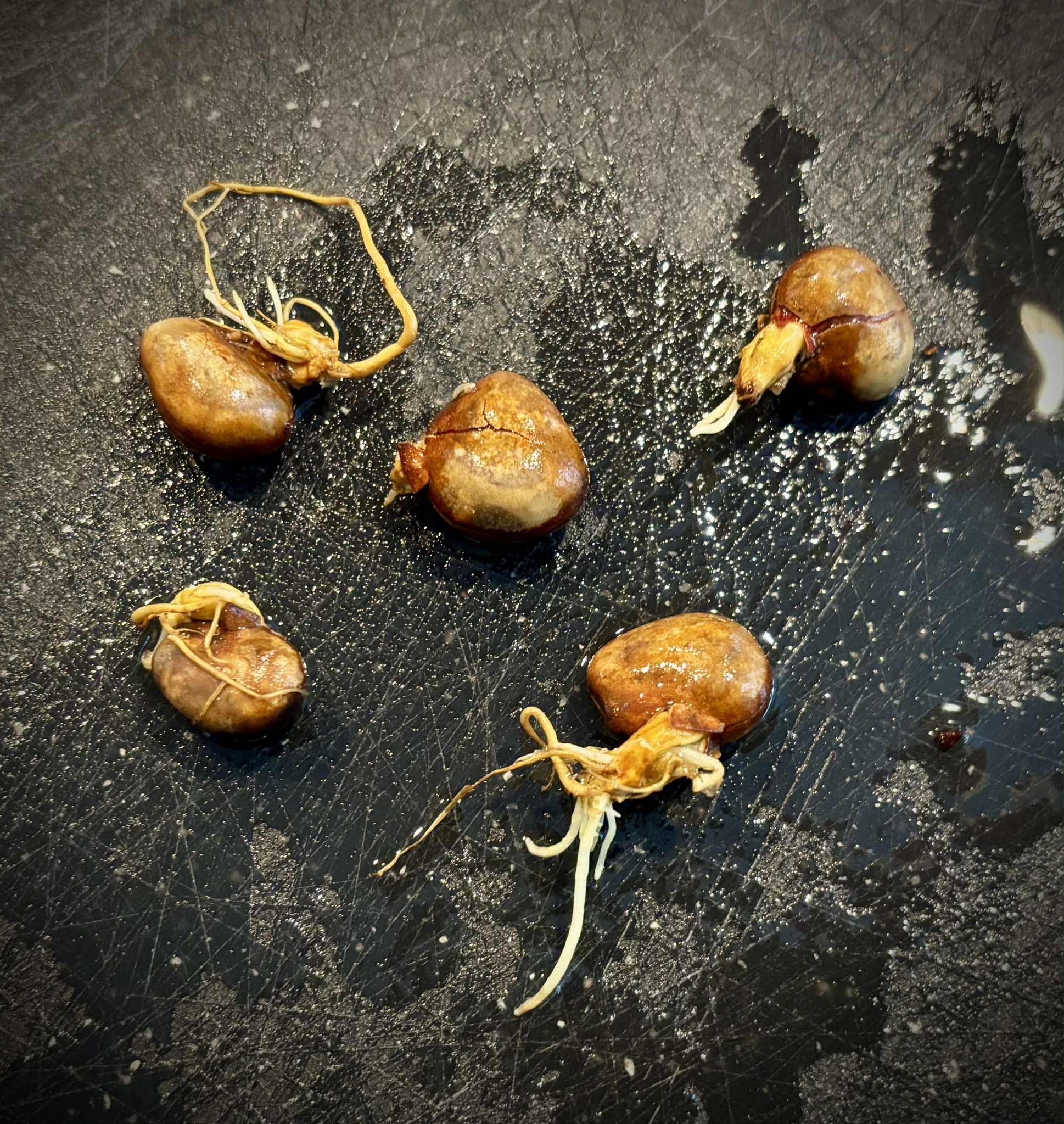 Pedalai (Artocarpus sericicarpus) - 1 germinated seed / 1 gekeimter Samen